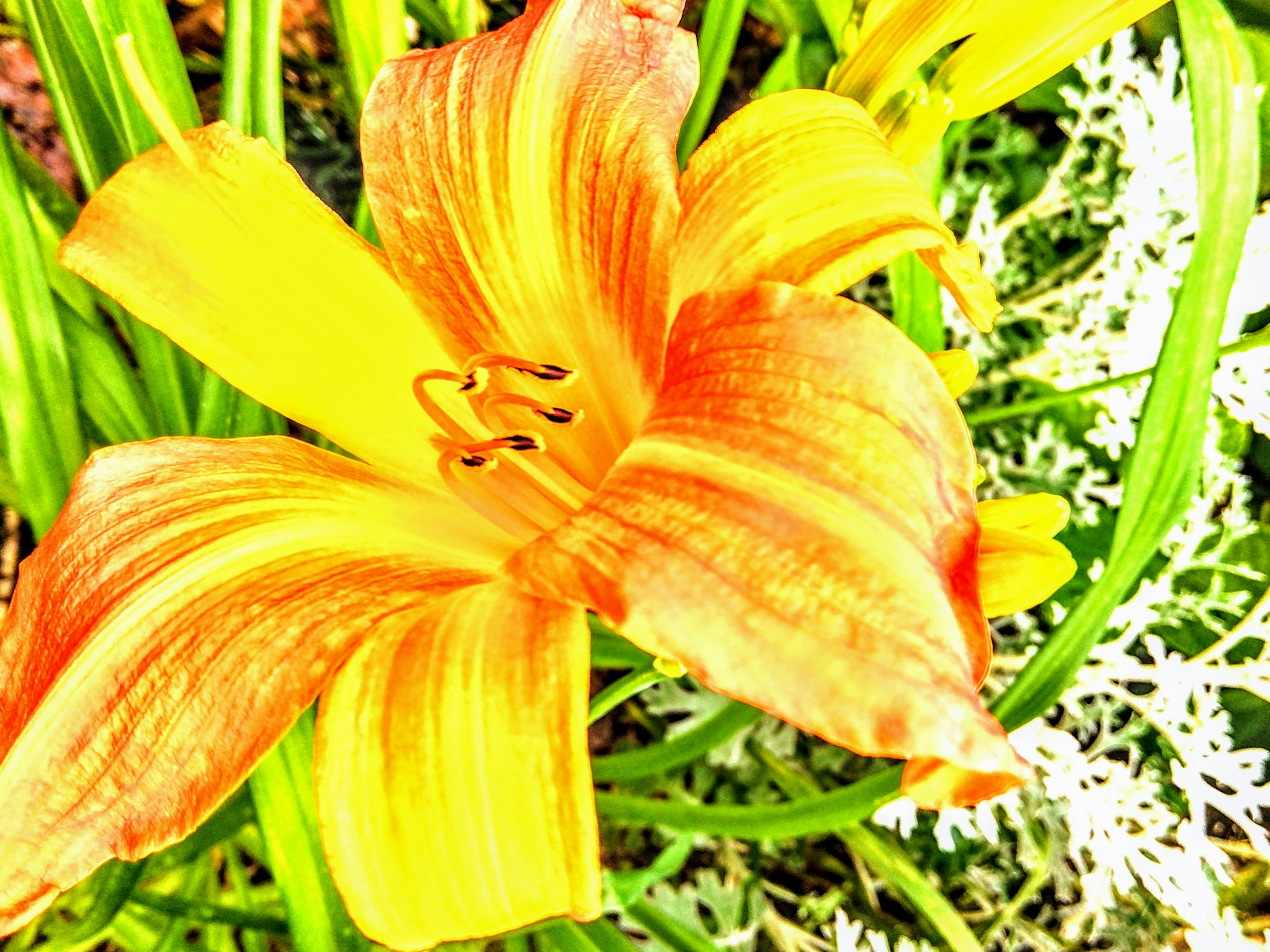 Close-up of a vibrant orange and yellow flower with intricate petals