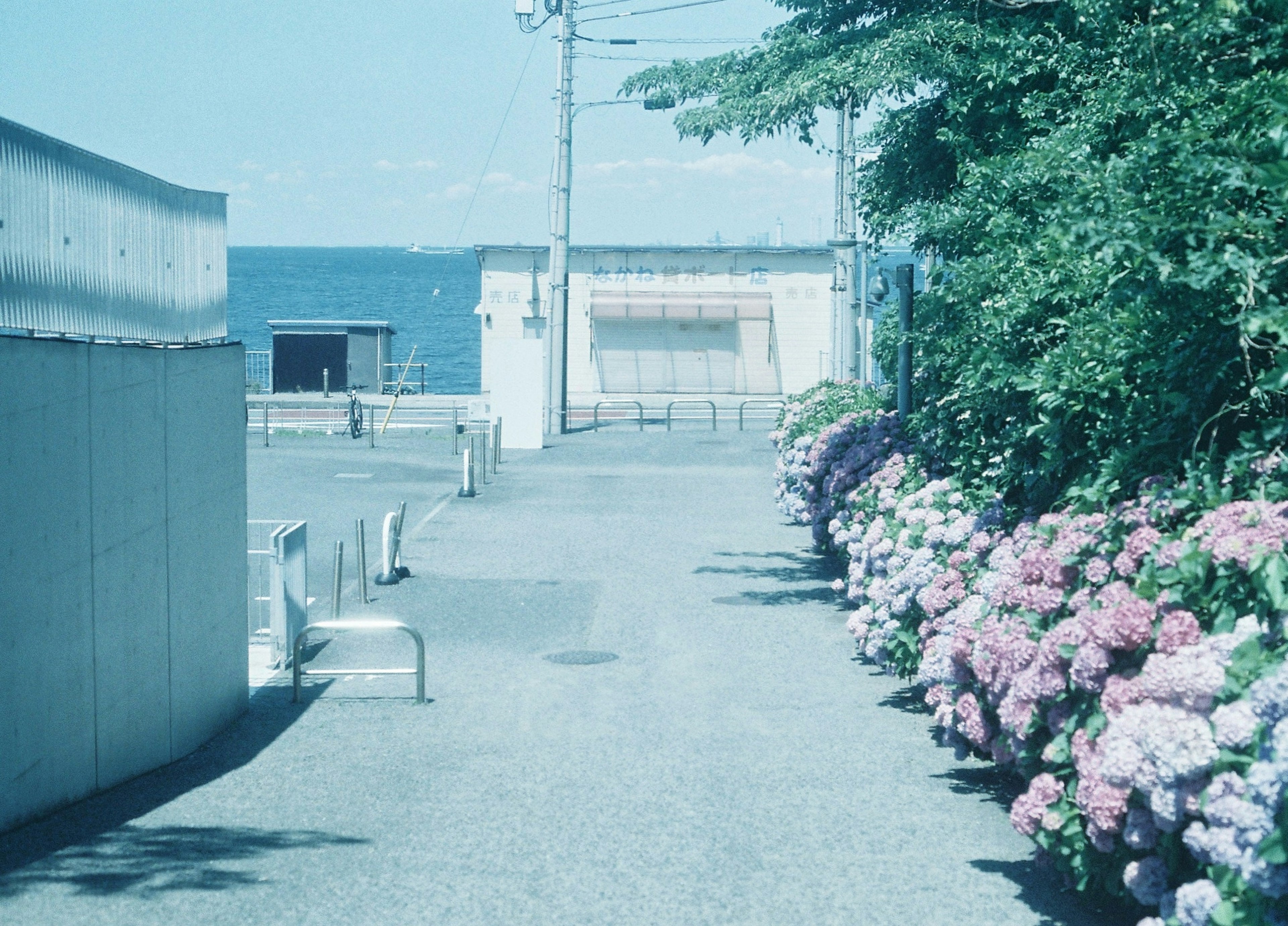 Sentier près de la mer bordé de fleurs d'hortensia colorées