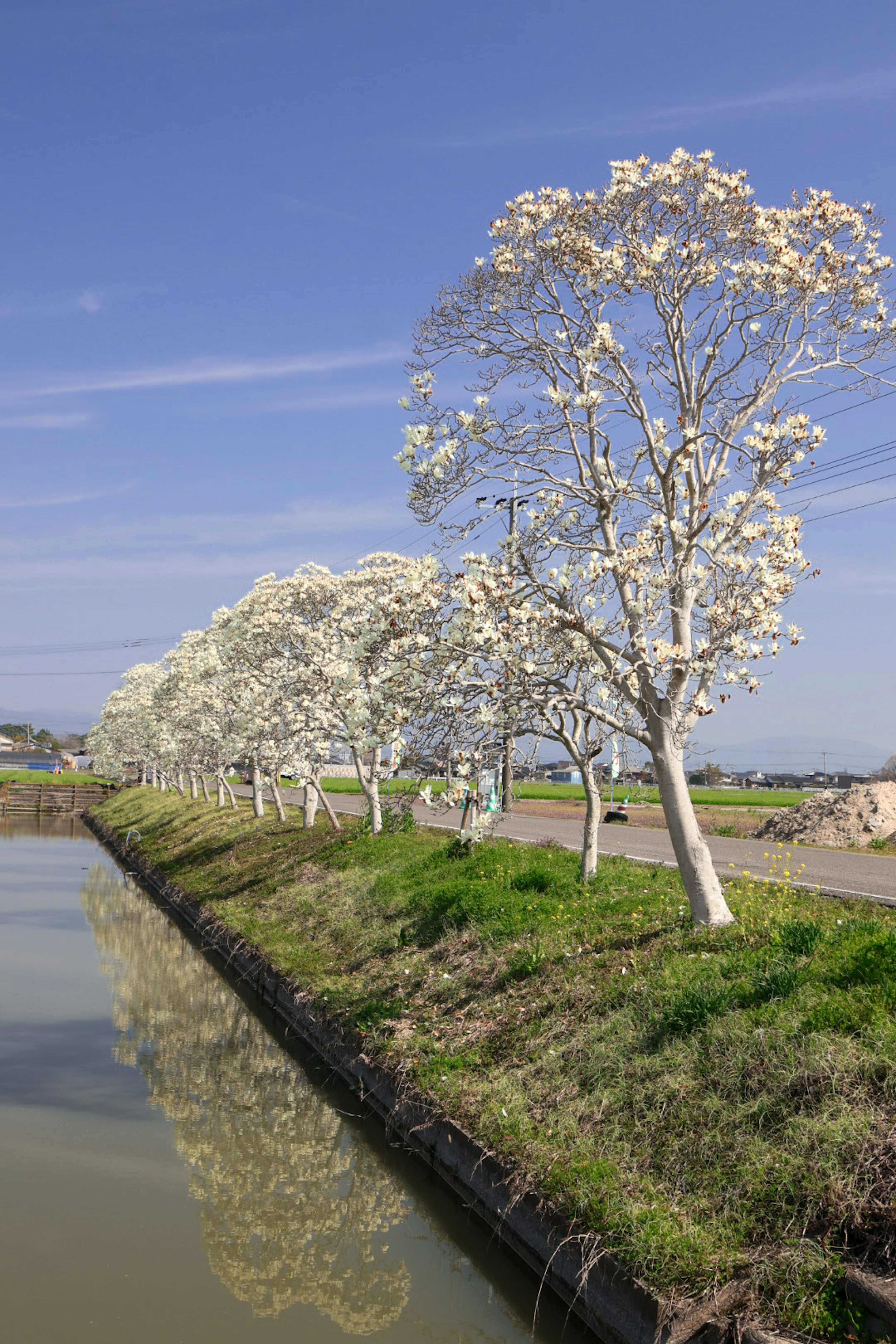 Row of white flowering trees along a calm waterway