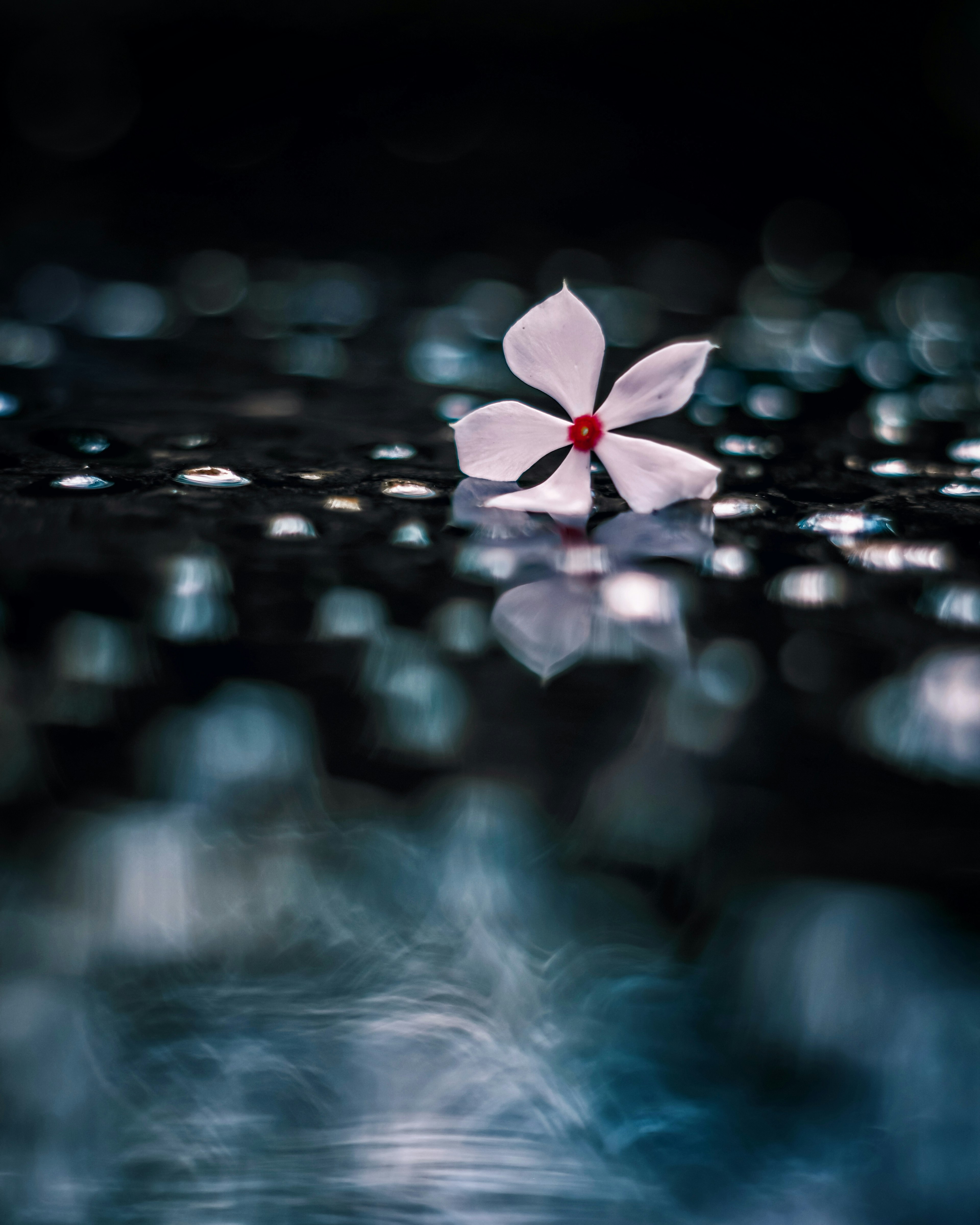 Une fleur blanche avec un centre rouge flottant sur l'eau