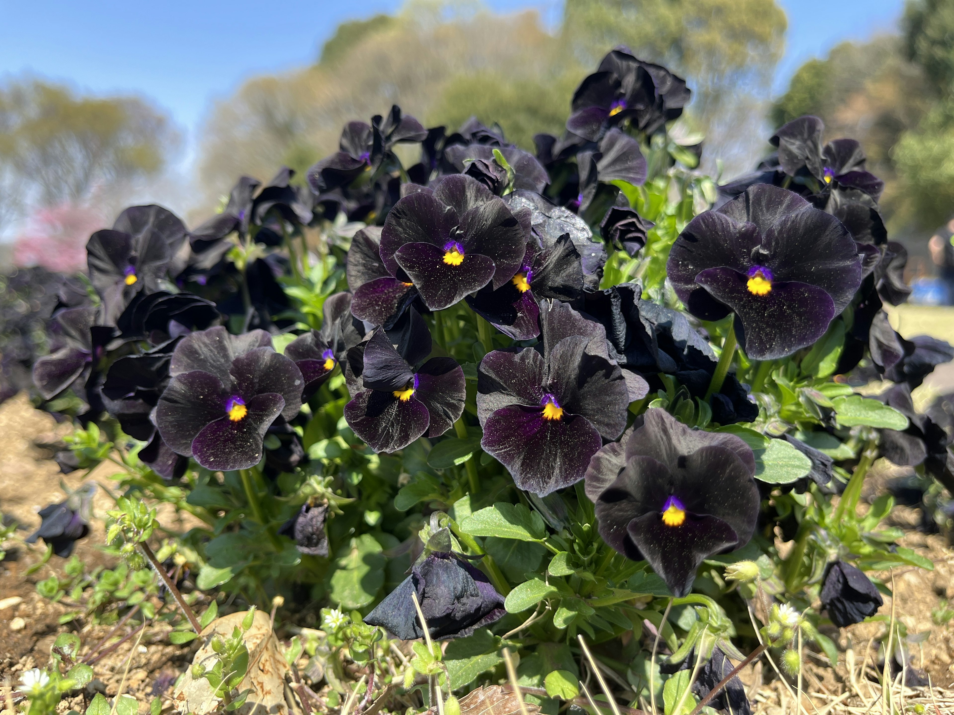 Ein Cluster schwarzer Stiefmütterchen mit gelben Zentren in einem Garten