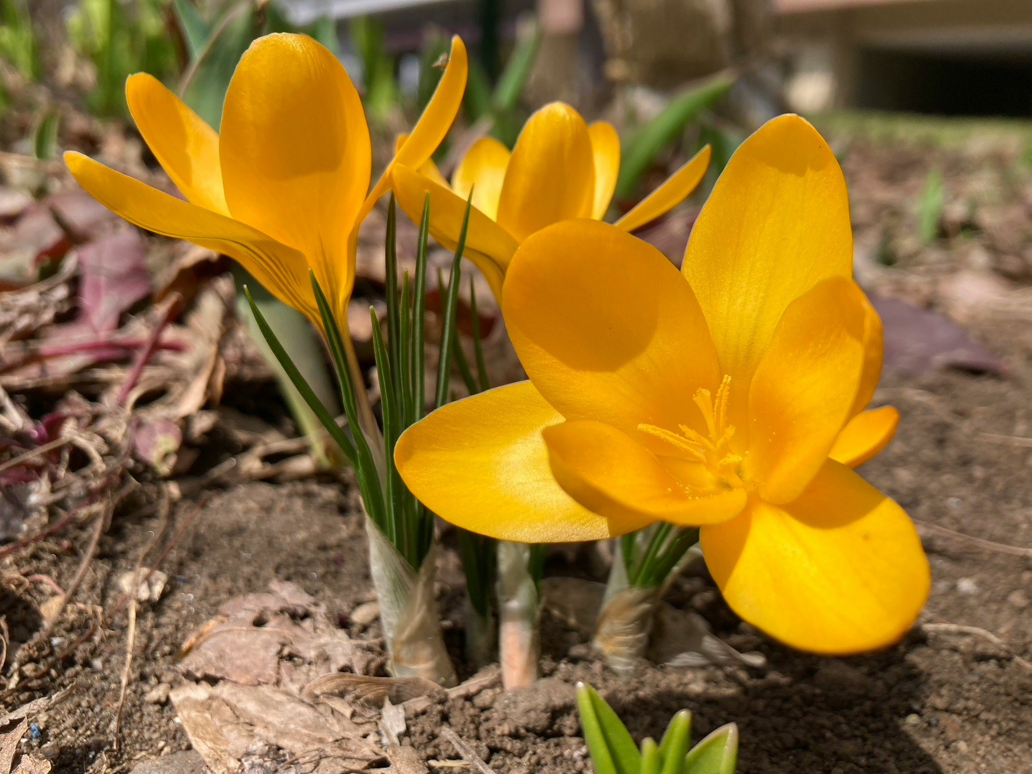 Fleurs de crocus jaunes vives émergeant du sol