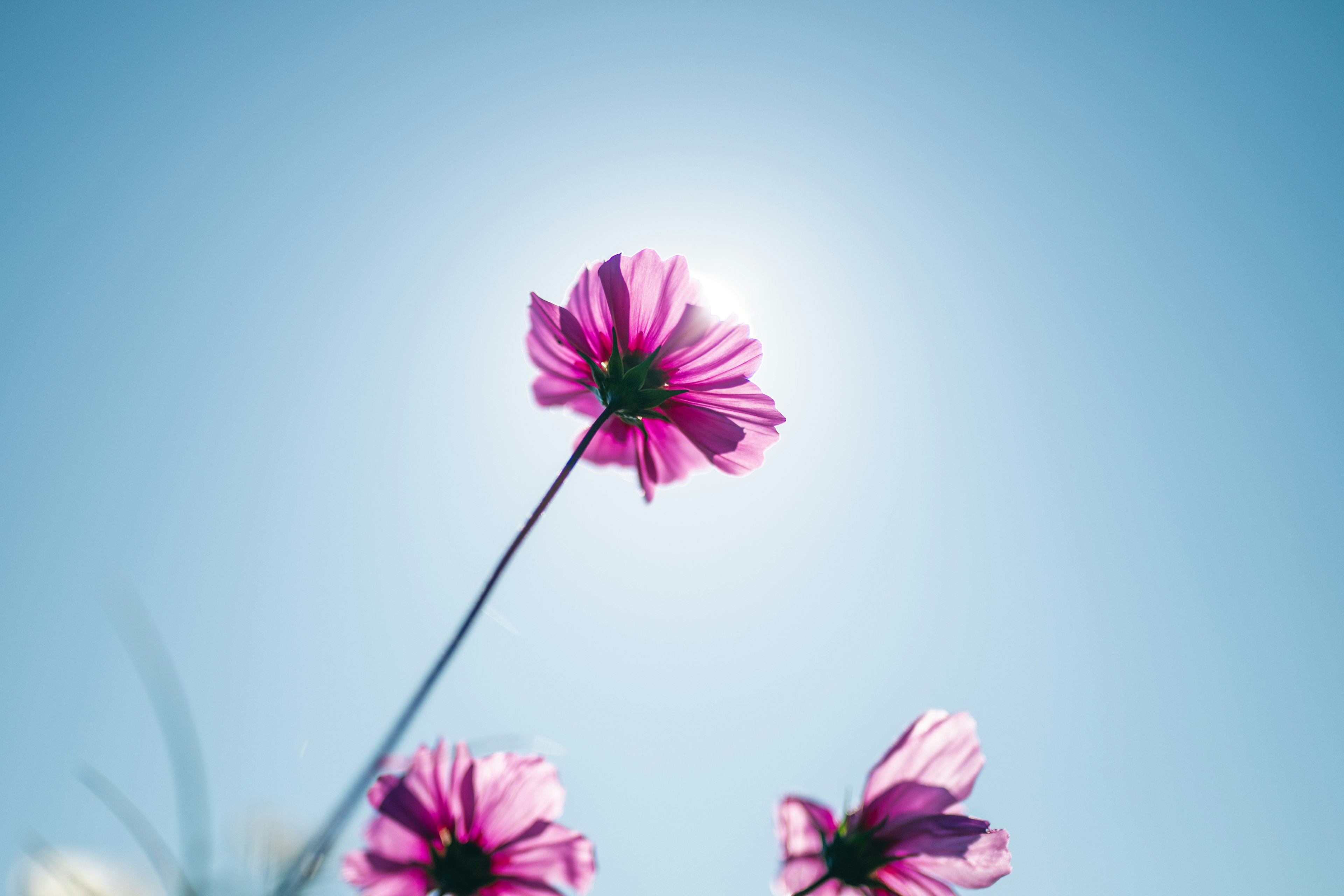 青空を背景にしたピンクの花のクローズアップ