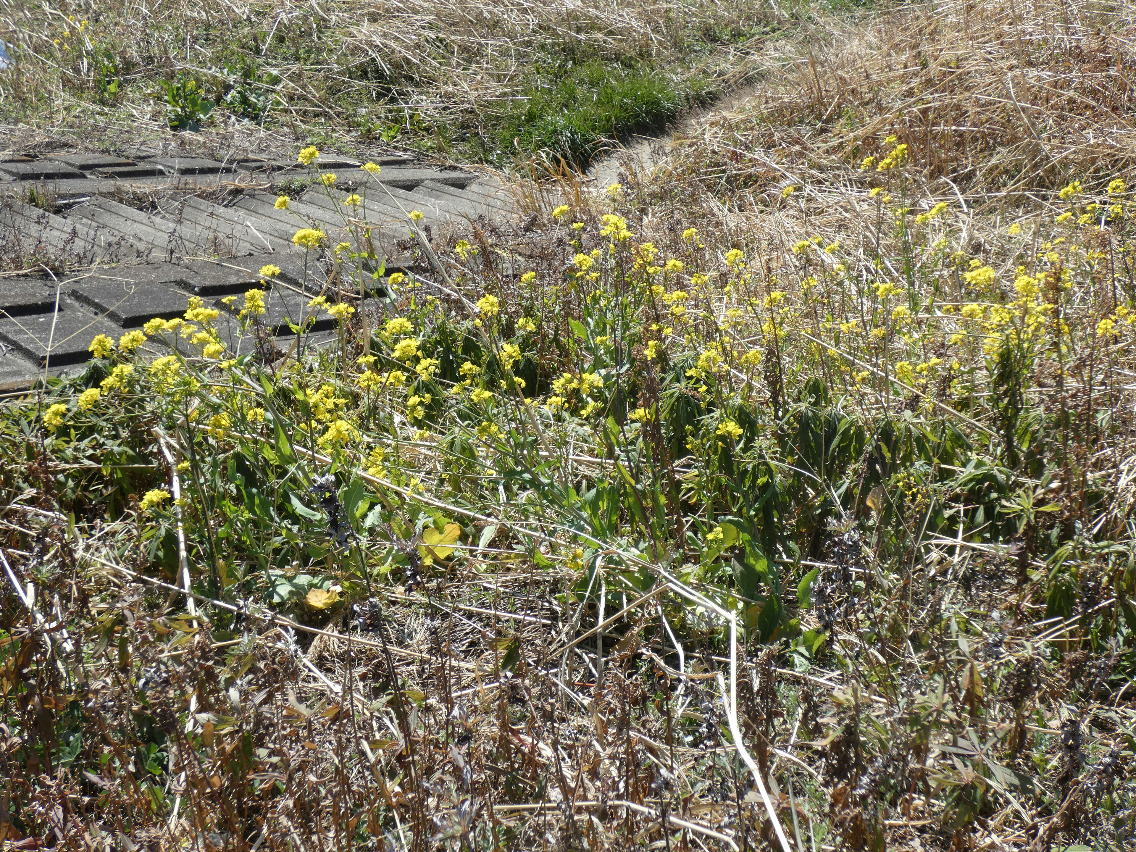 Sekelompok bunga kuning di ladang dengan rumput kering