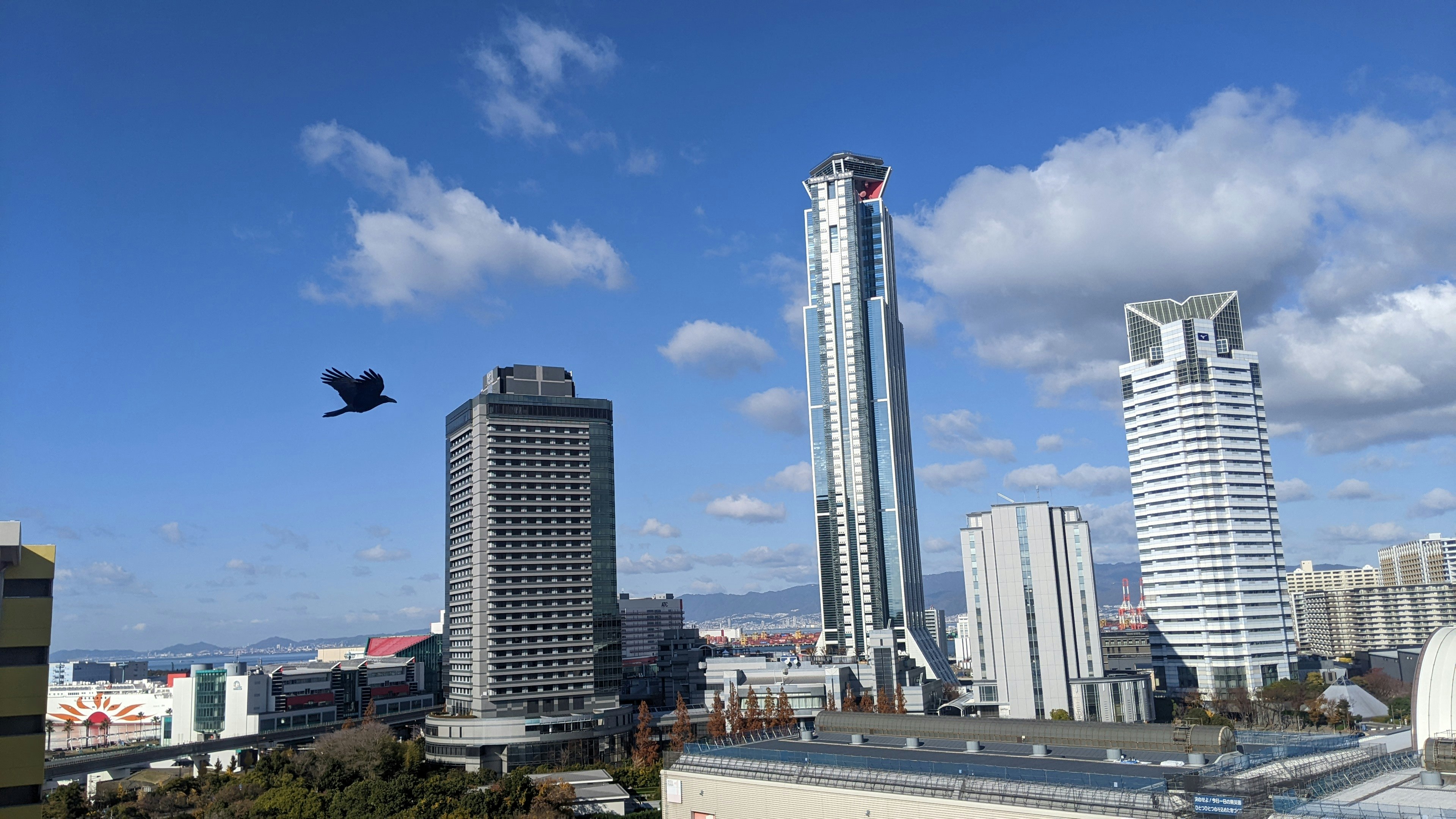 城市景觀中高樓大廈和在藍天中飛翔的鳥