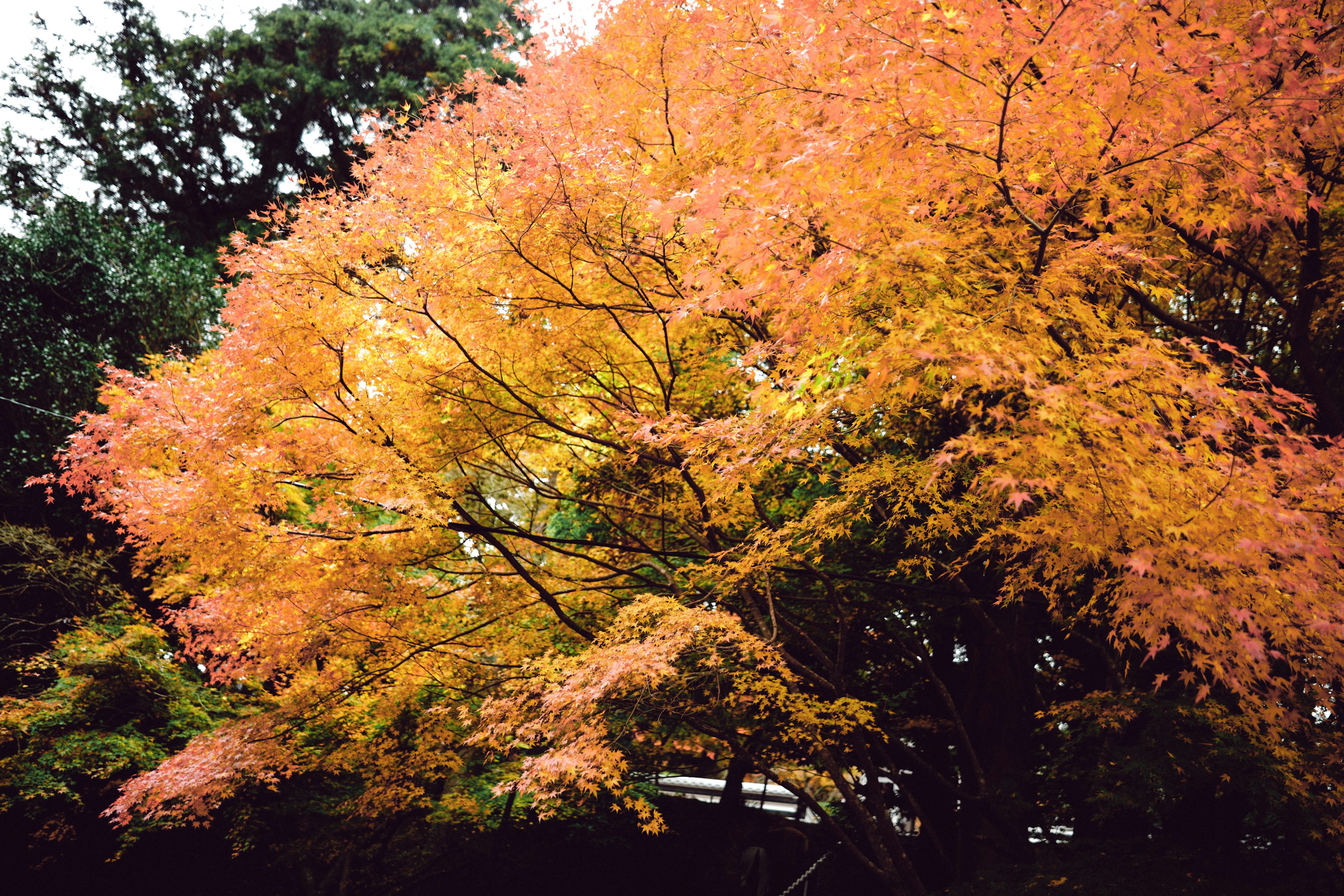 Fogliame vibrante arancione e giallo di un albero autunnale