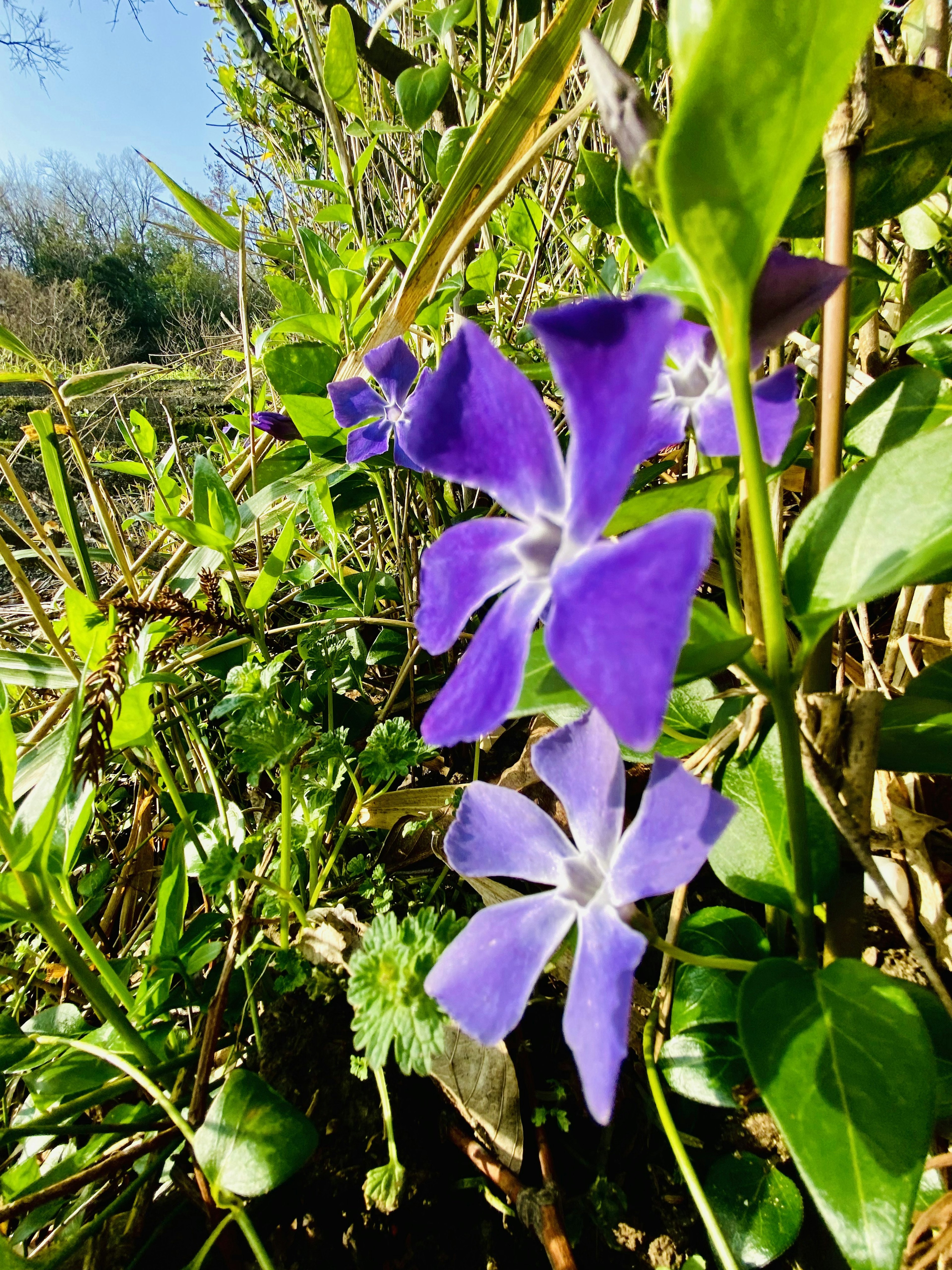 Szene mit lila Blumen, die zwischen grünem Laub blühen