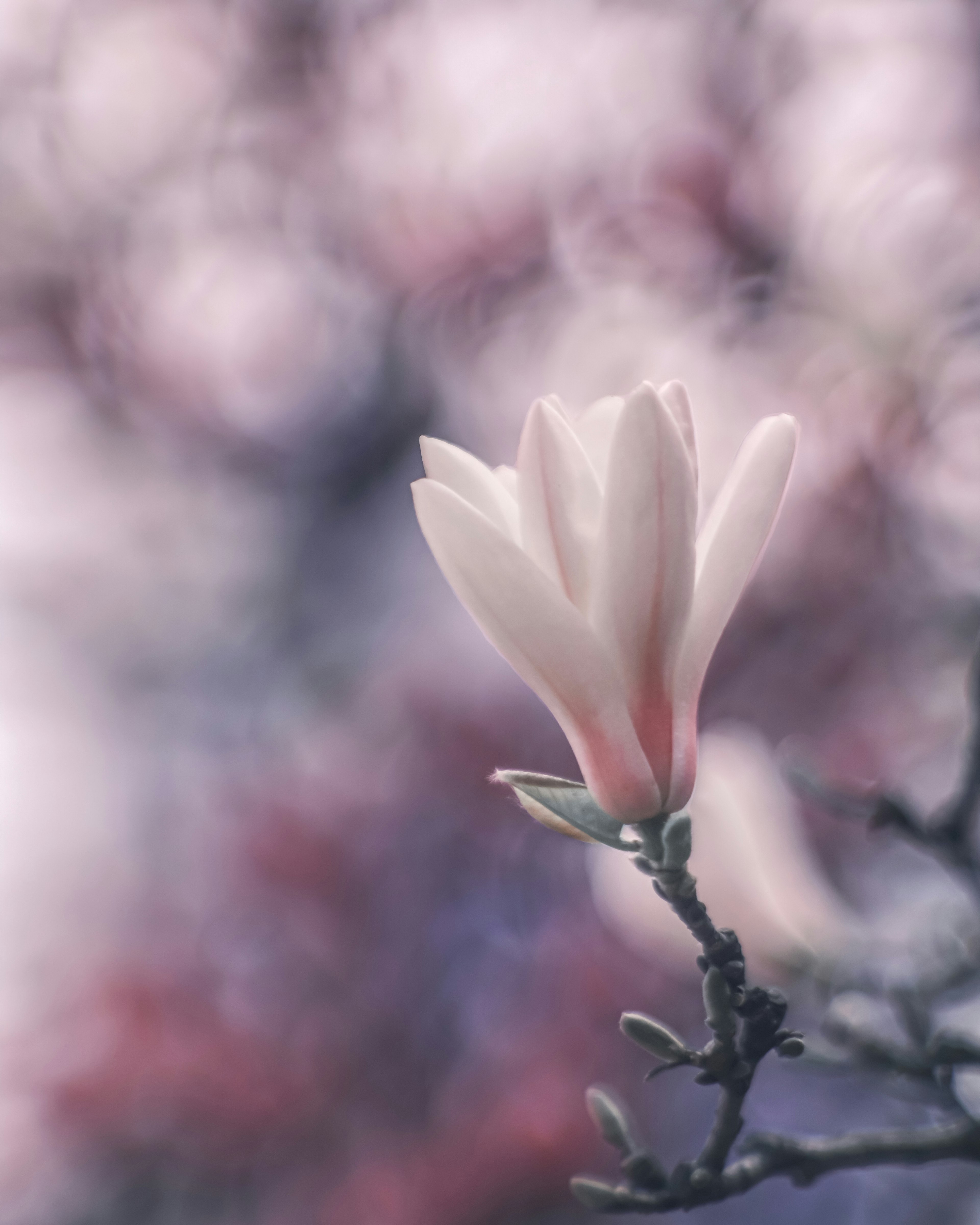 A white magnolia flower blooming on a branch with soft colors