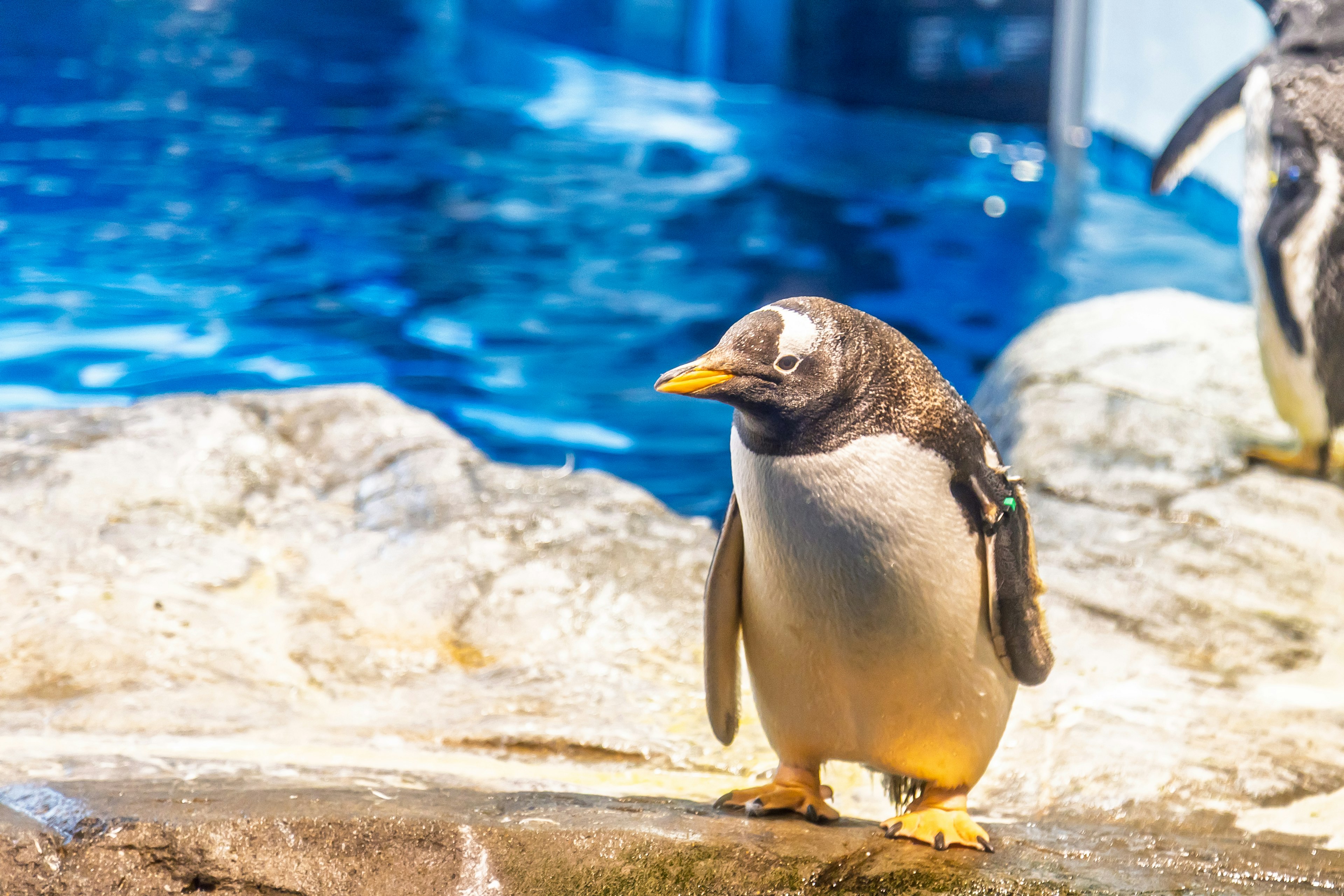 Ein Pinguin steht nahe dem blauen Wasser in einem Aquarium
