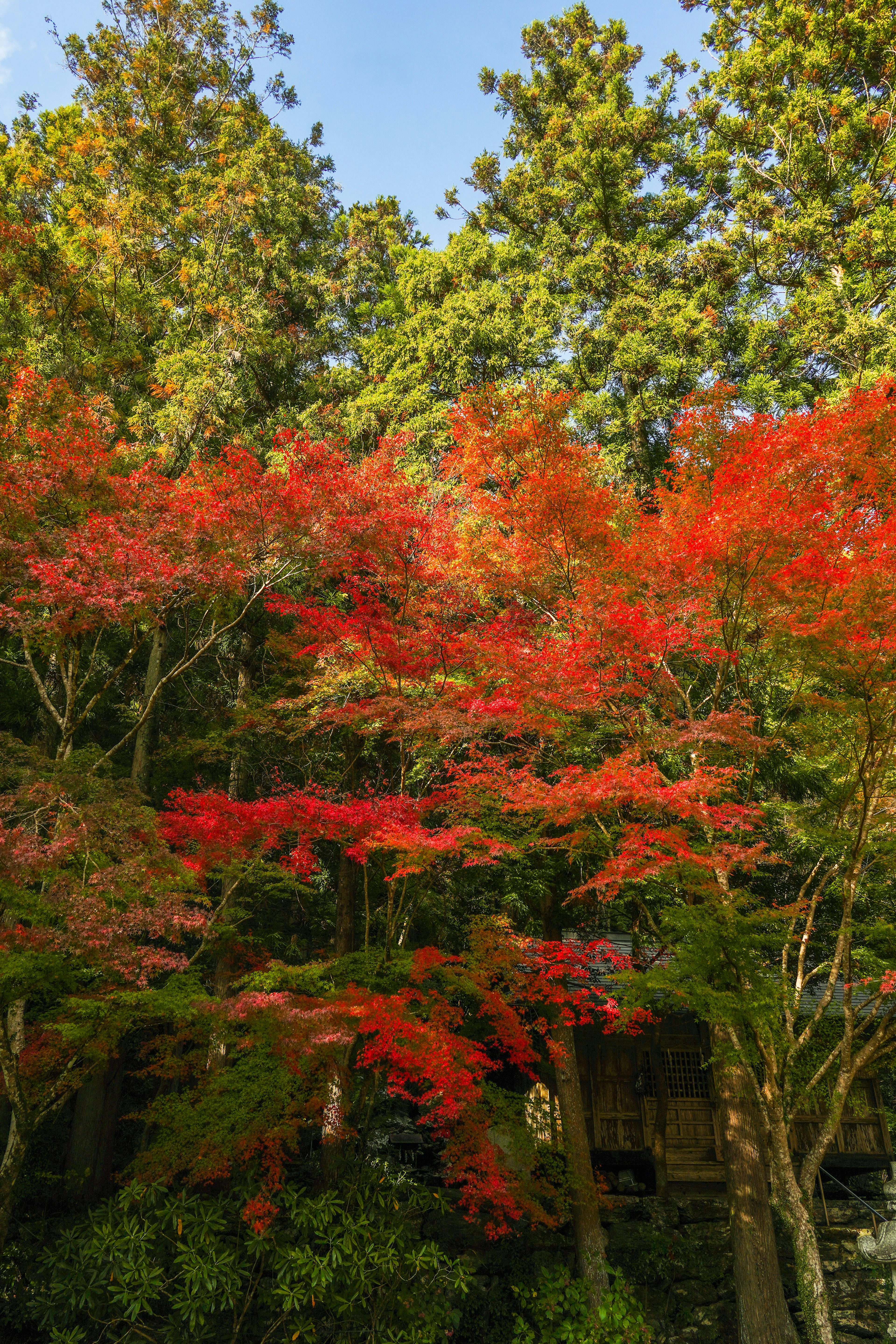 赤い葉を持つ木々と緑の背景の美しい秋の風景