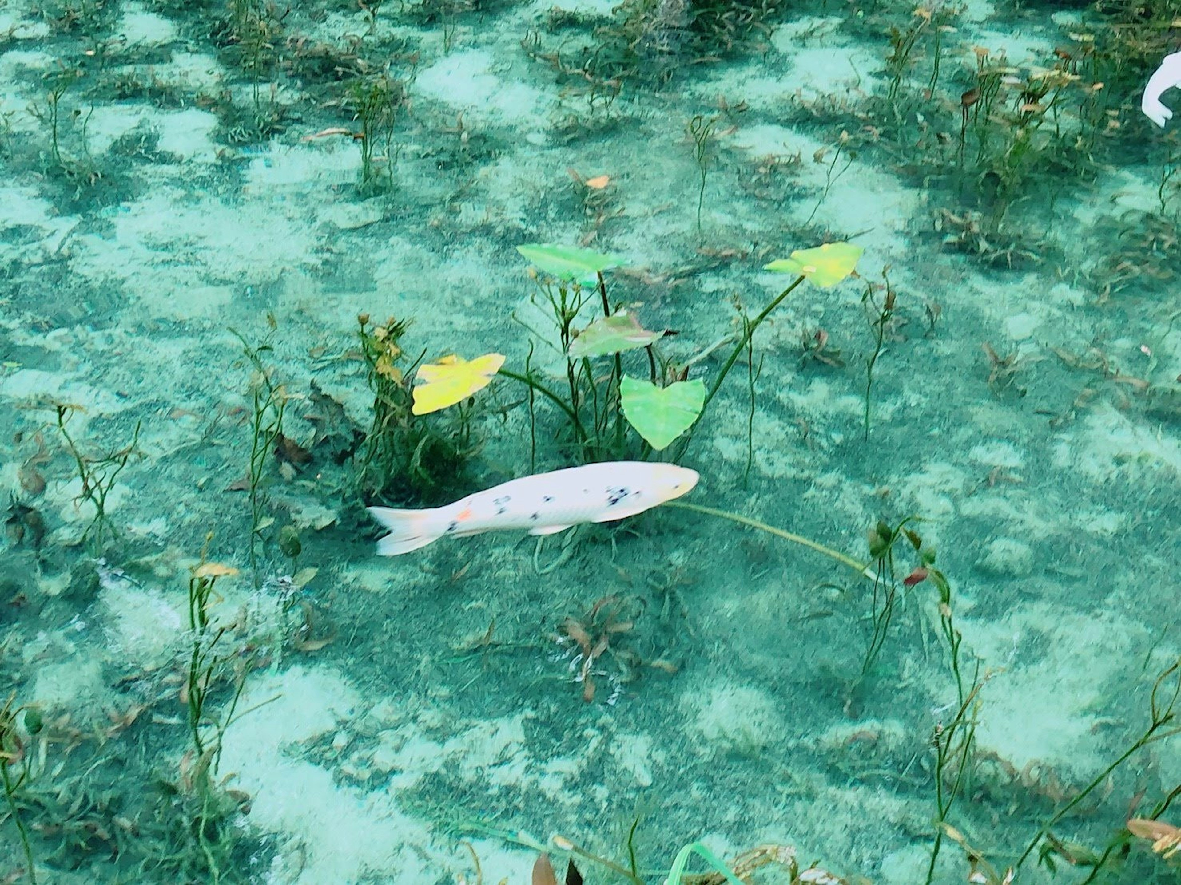 Ein weißer Fisch schwimmt zwischen grünen Wasserpflanzen in klarem Wasser