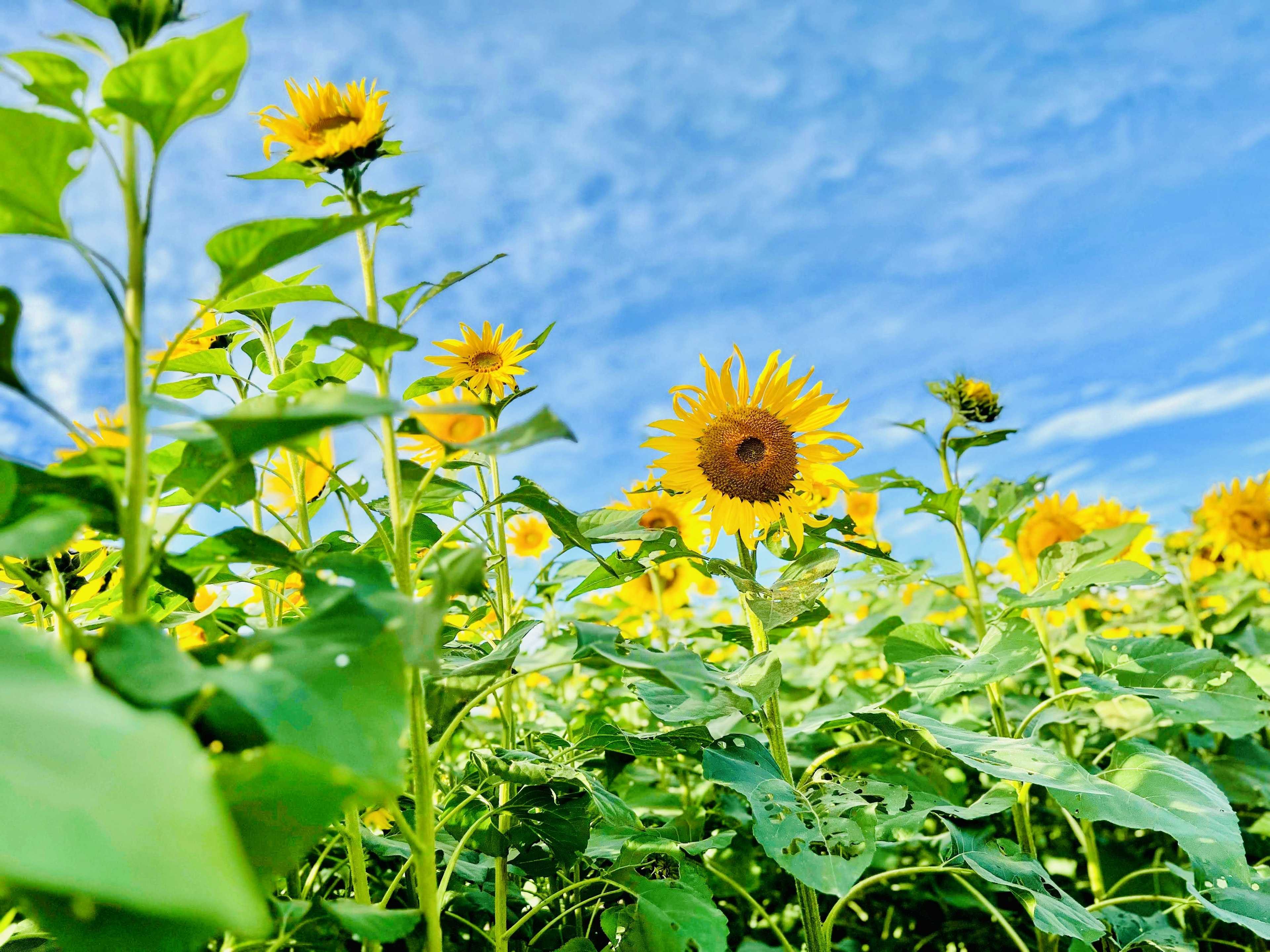 Tournesols fleurissant sous un ciel bleu entourés de feuilles vertes luxuriantes