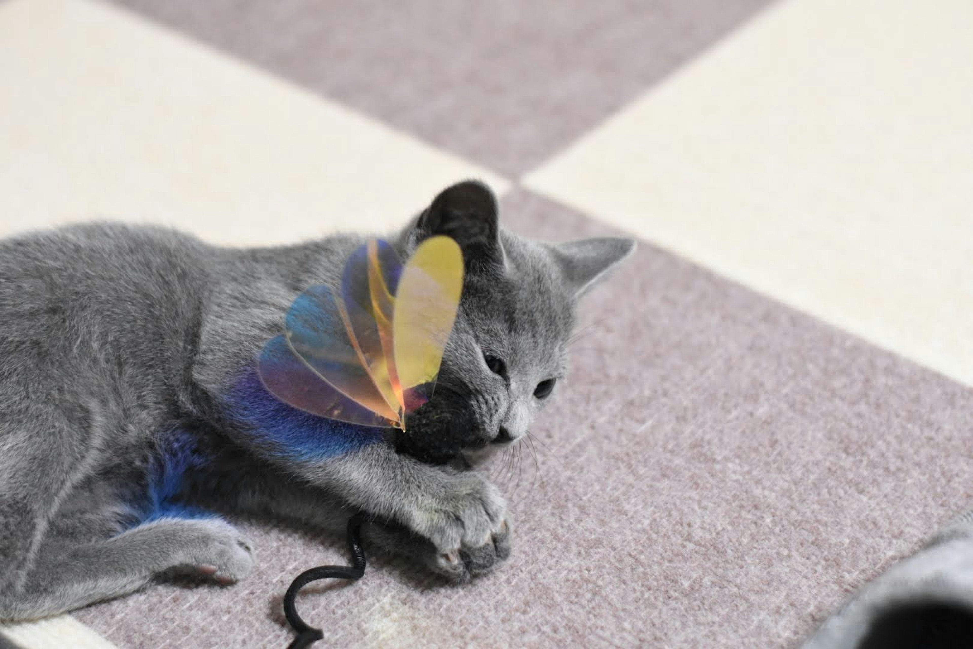 Gato gris jugando sobre una alfombra