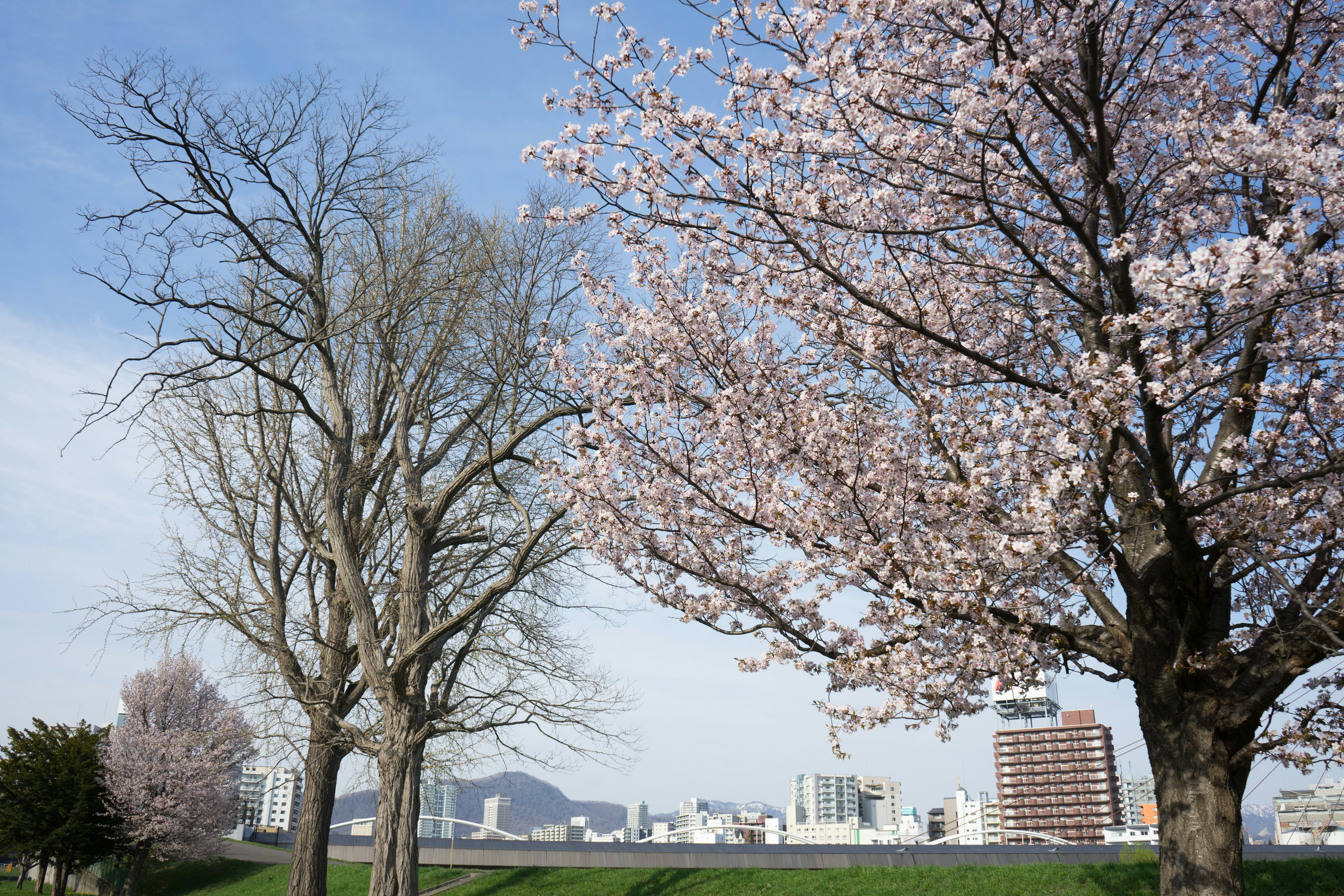 Cherry blossom trees in bloom under a blue sky with city skyline