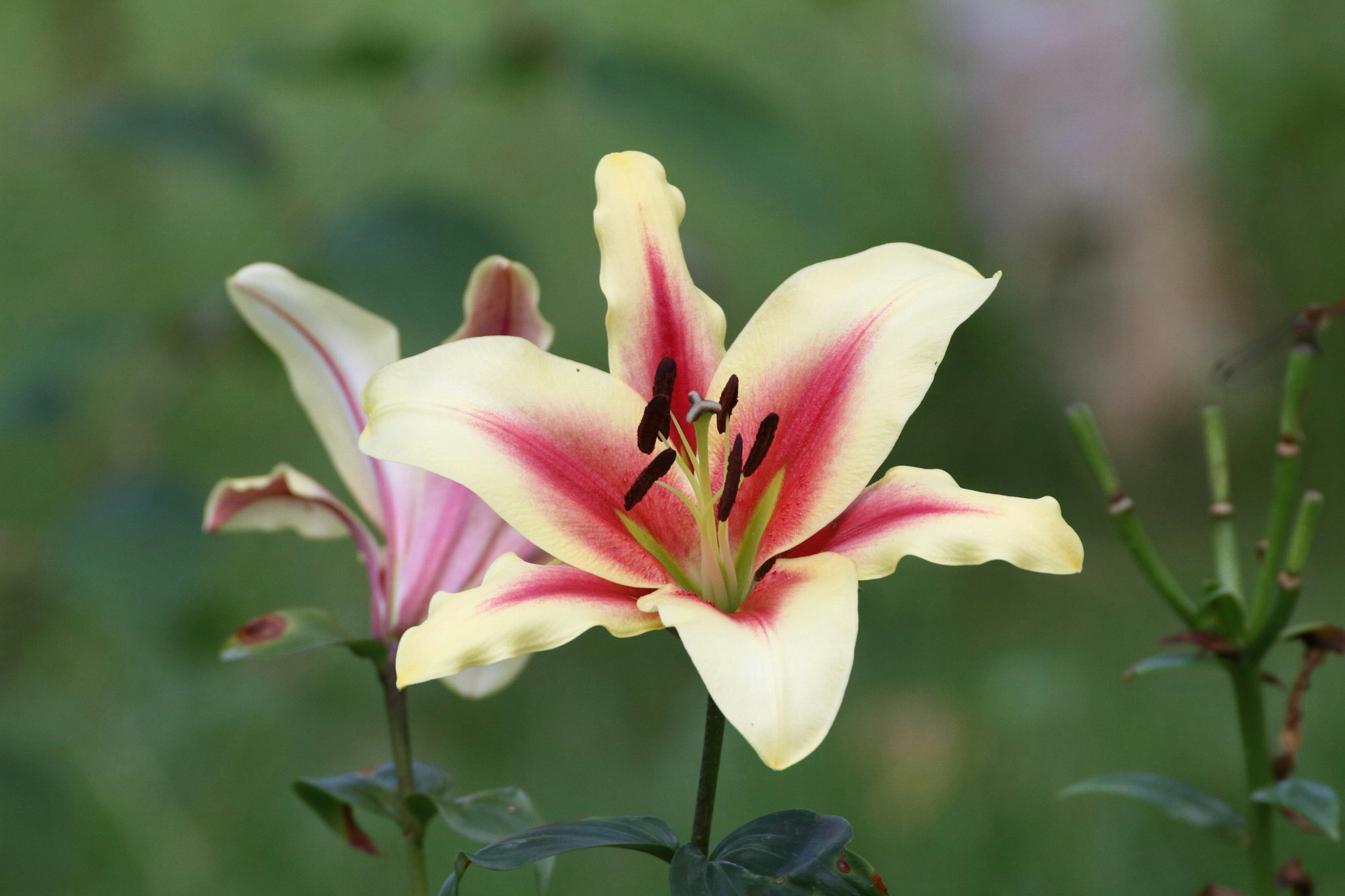 Große gelbe und rote Lilienblüte mit grünen Blättern im Hintergrund