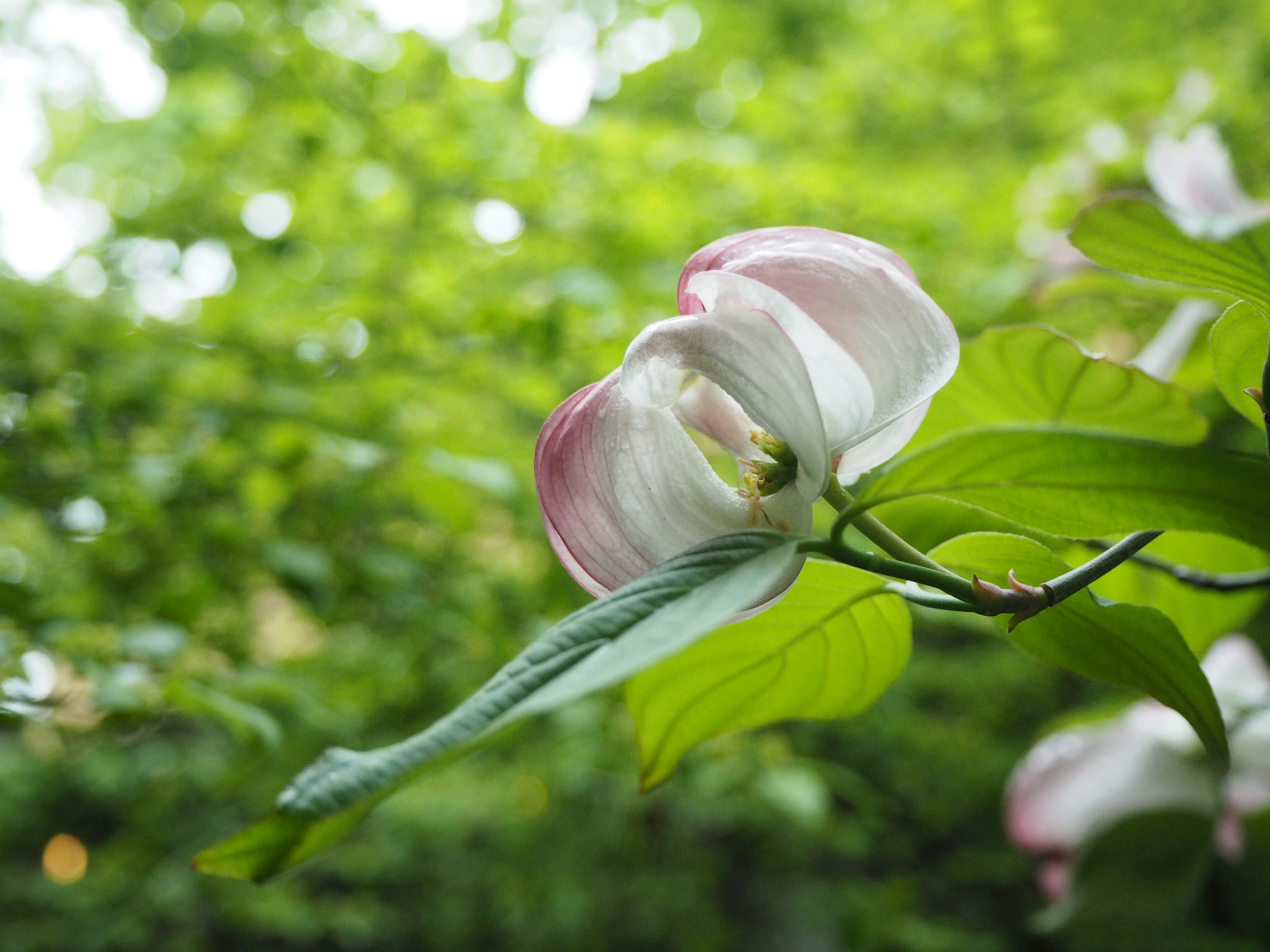 緑の背景にピンクと白の花が咲いている