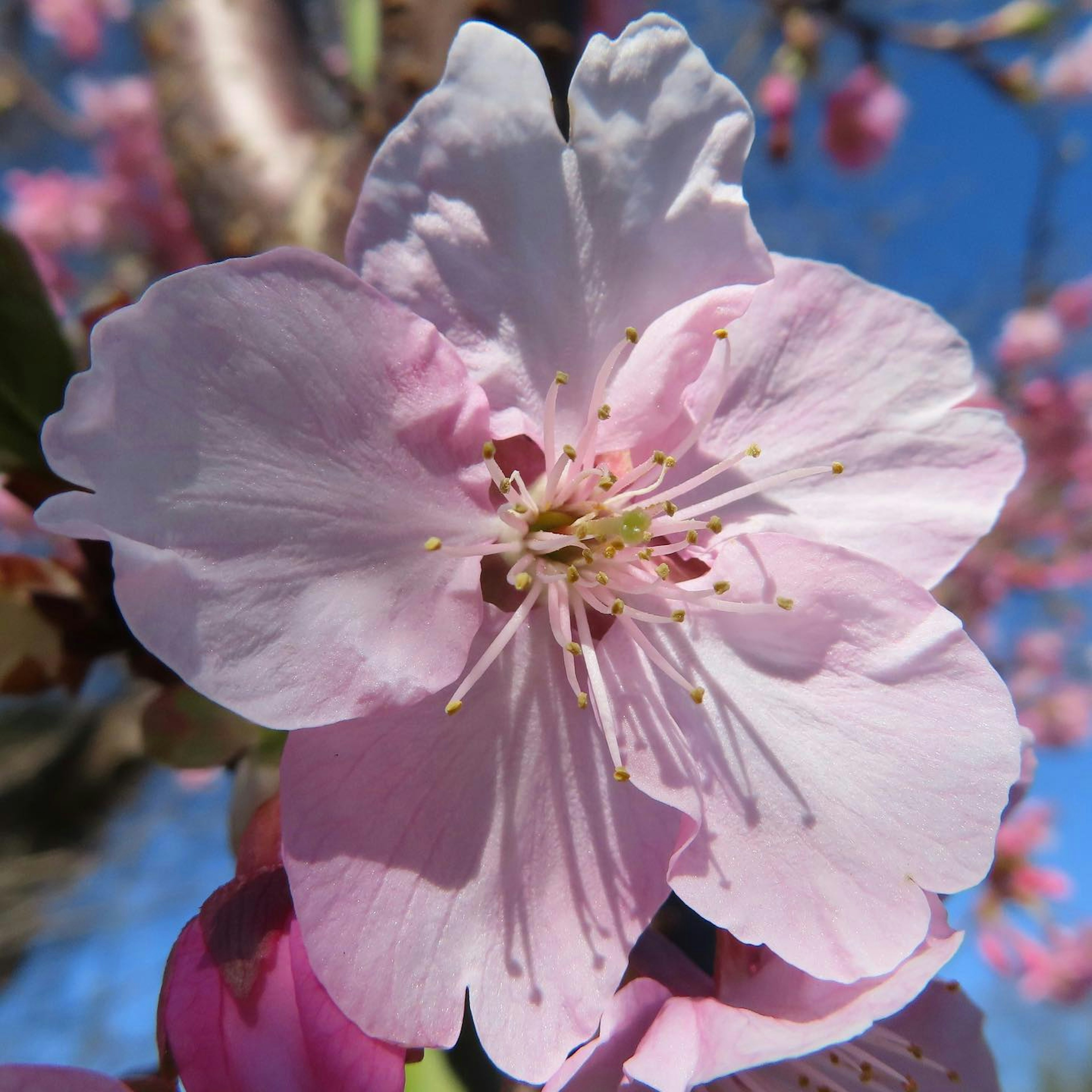 粉色樱花的特写，花瓣细腻，伴有绿色叶子