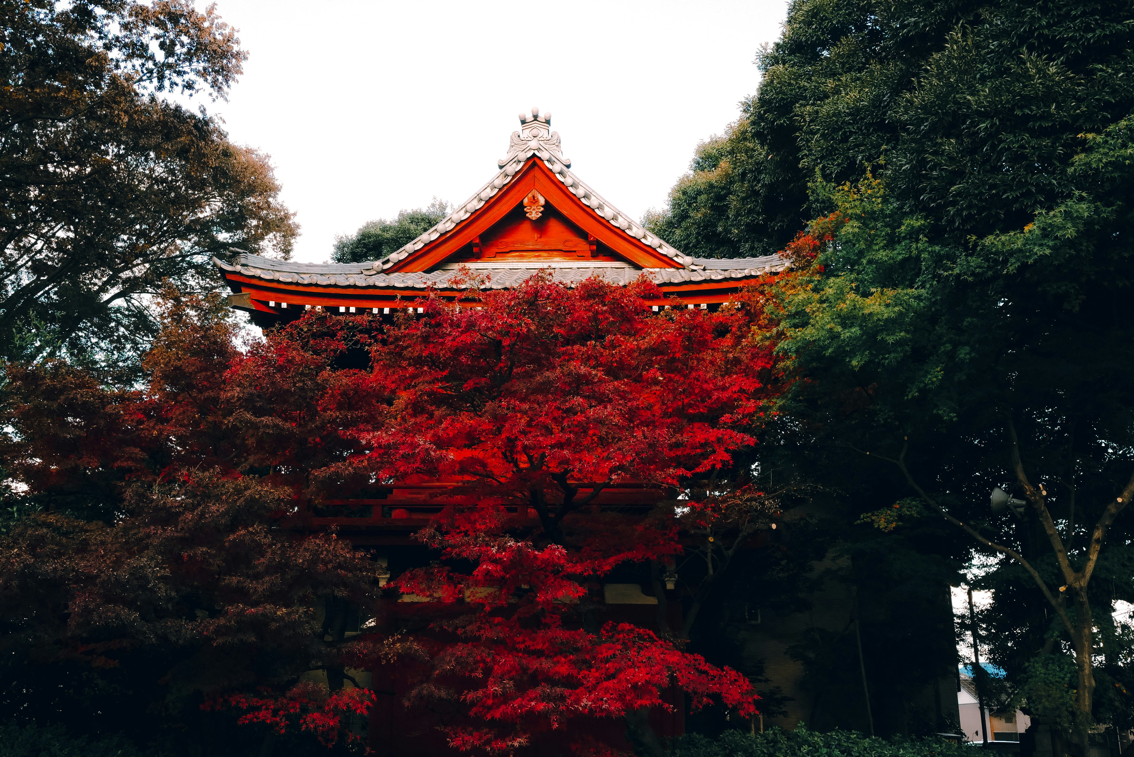 Hermoso techo de santuario japonés rodeado de árboles con hojas rojas