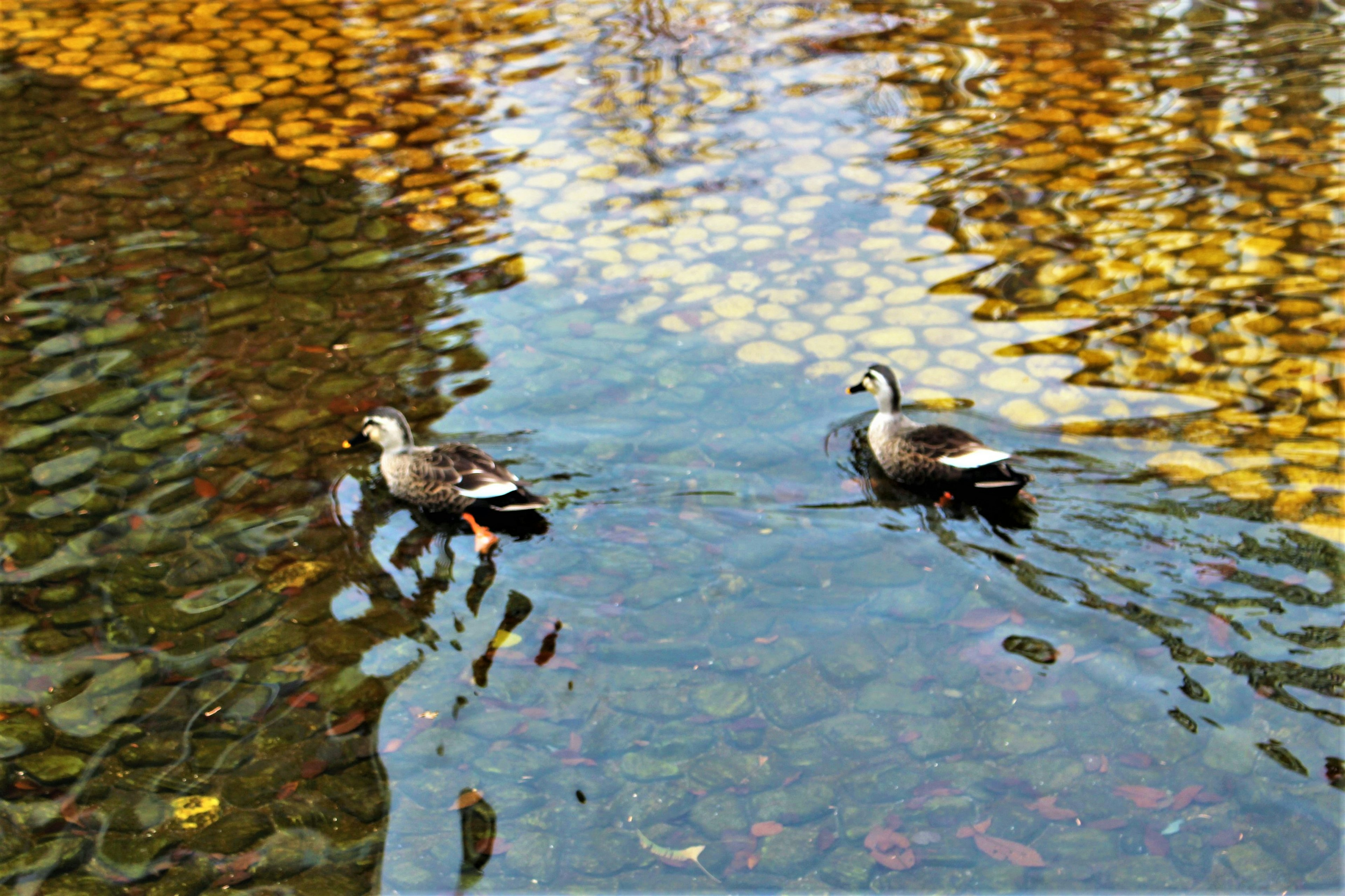 Dos patos nadando en un estanque con reflejos de colores de otoño