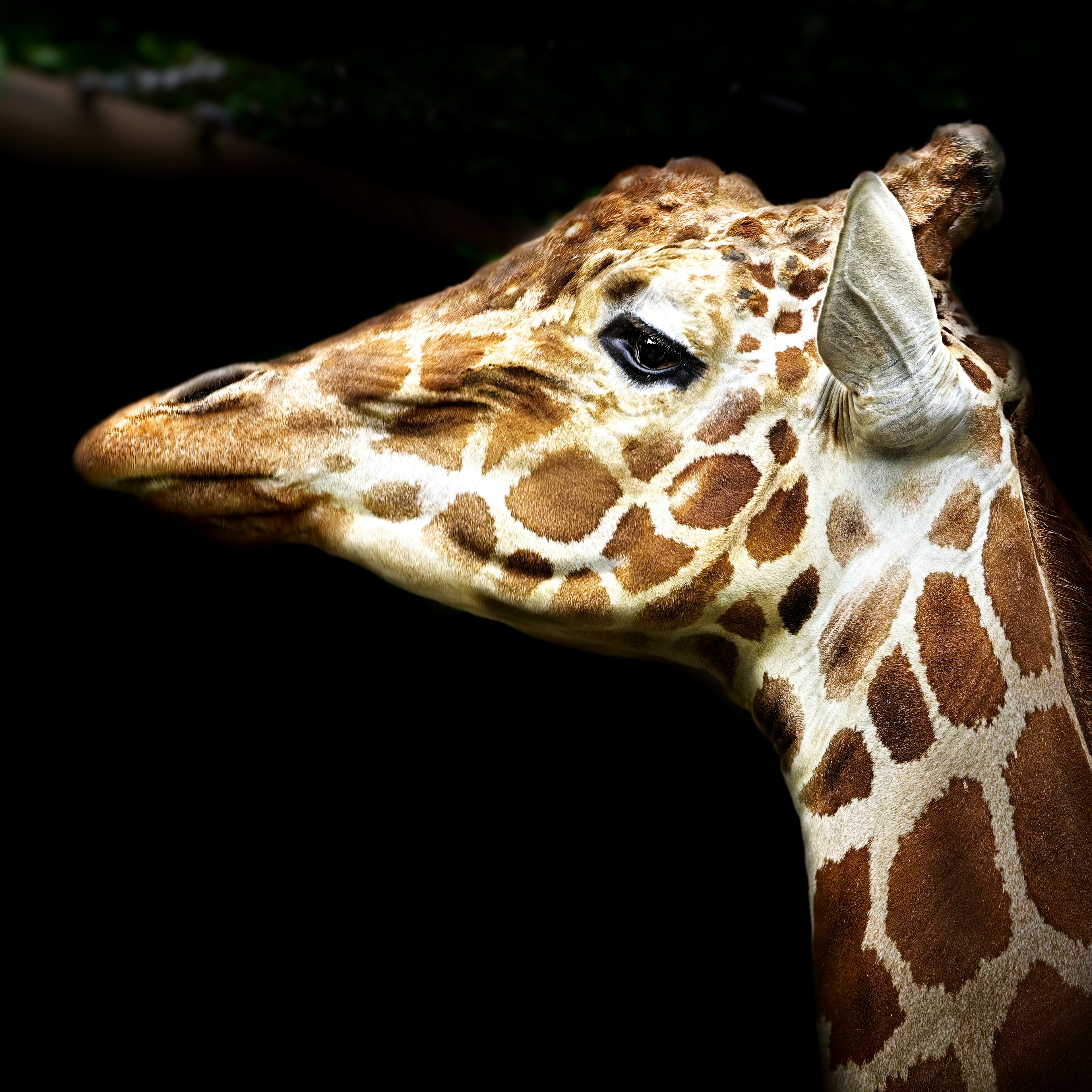 Giraffenkopf mit auffälligen Mustern vor dunklem Hintergrund