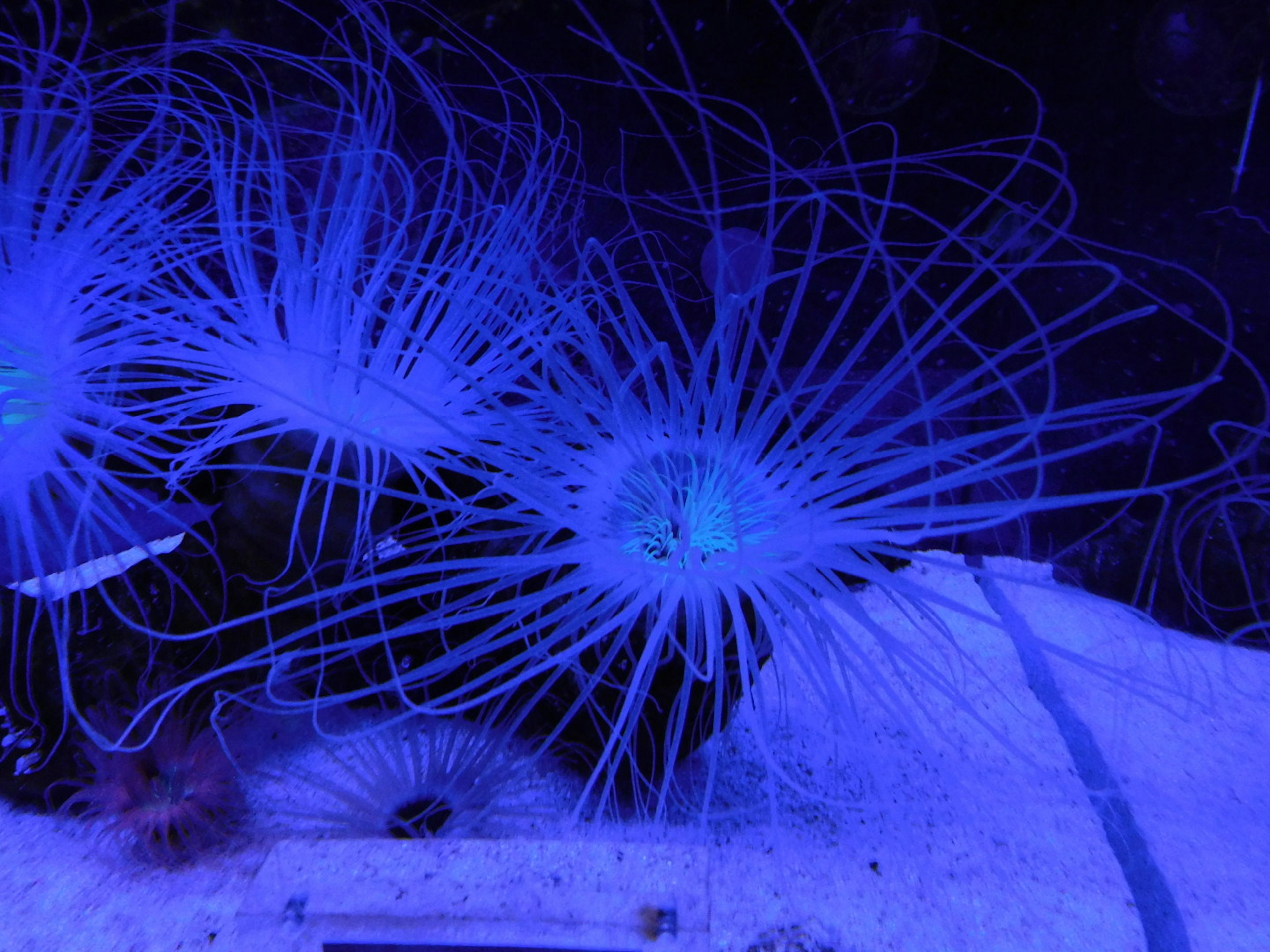 A group of jellyfish with long tentacles drifting in blue light