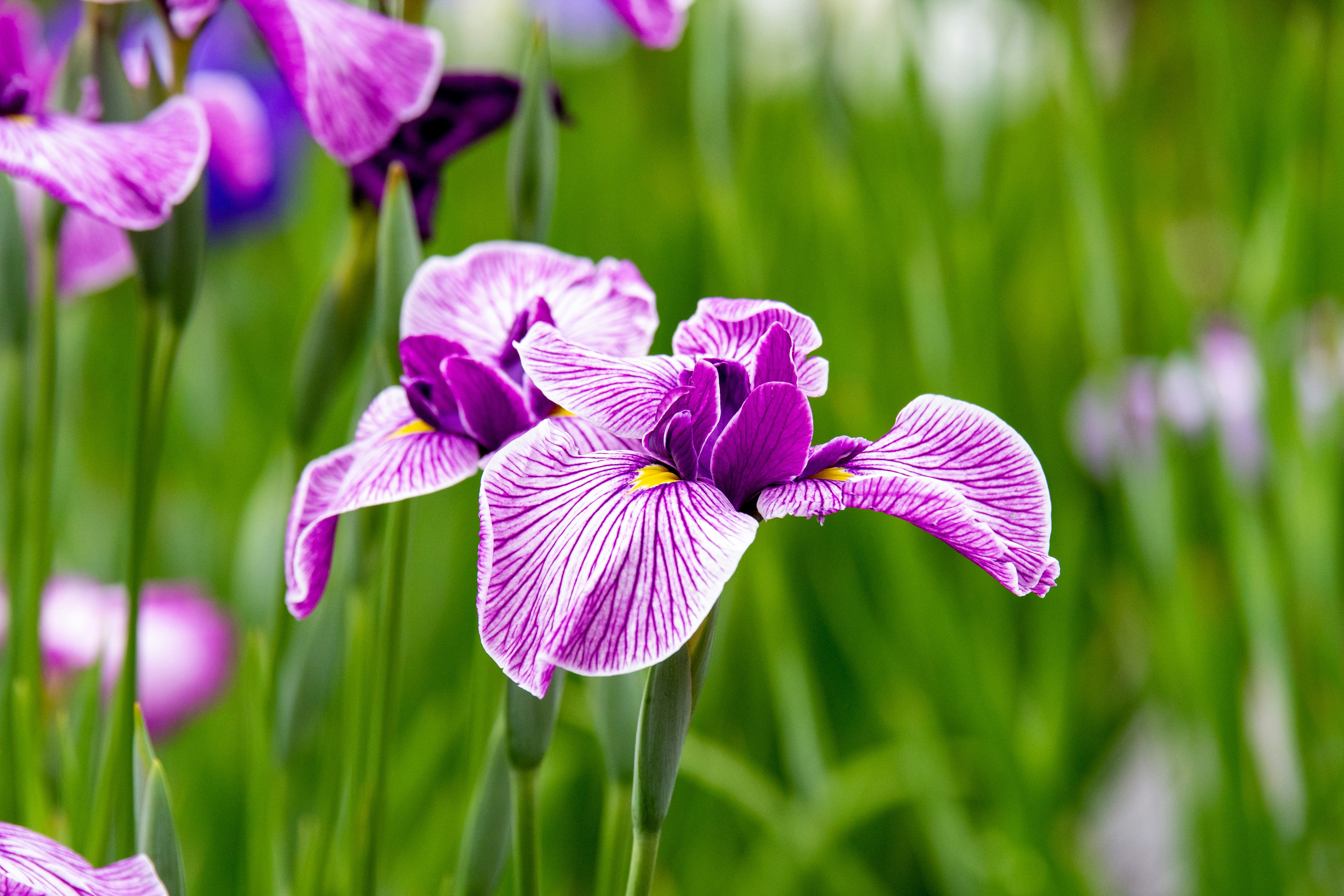 Vibrant purple flowers with intricate patterns against a green background