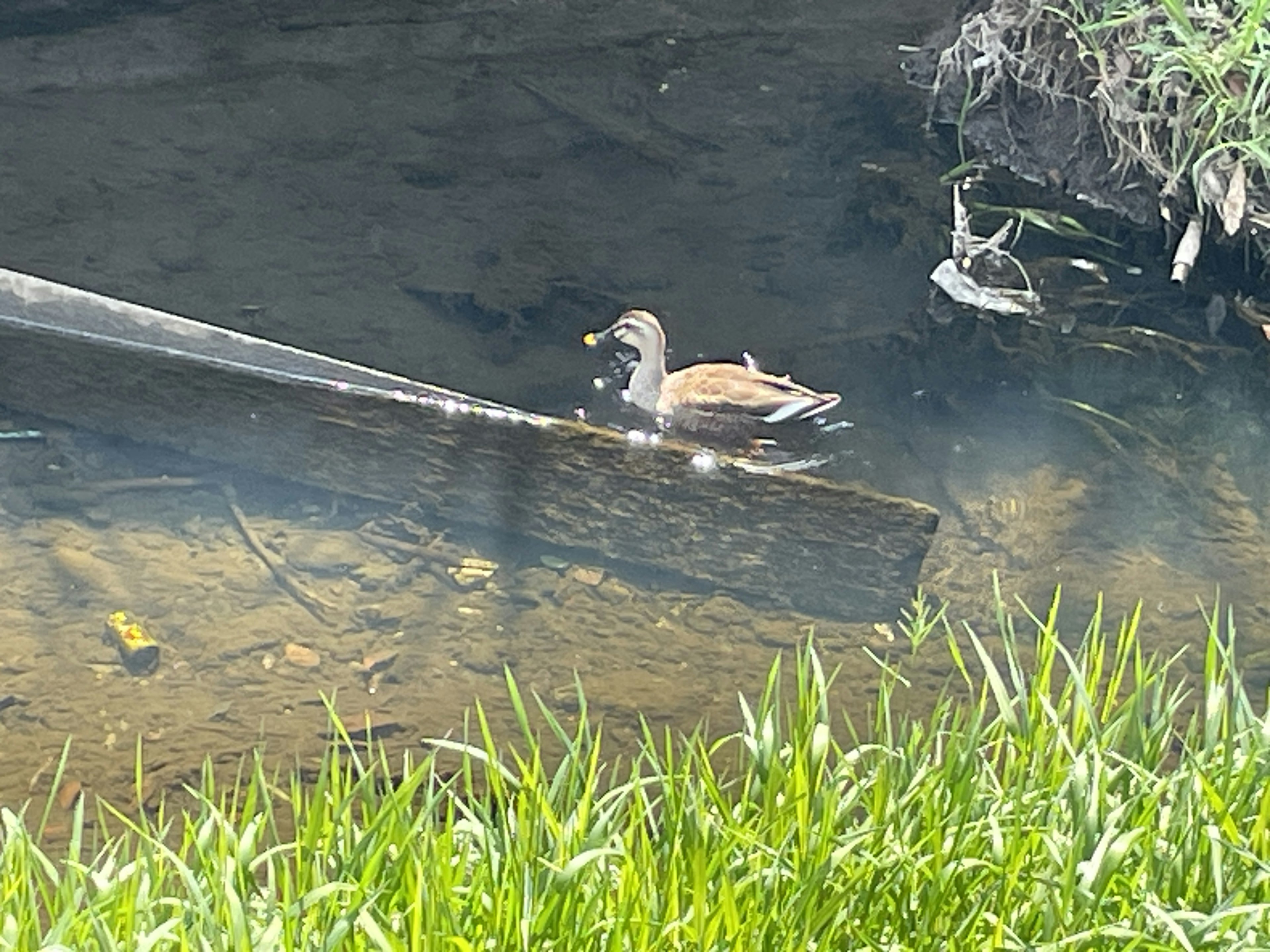 Un pato flotando tranquilamente en el agua cerca de hierba verde exuberante