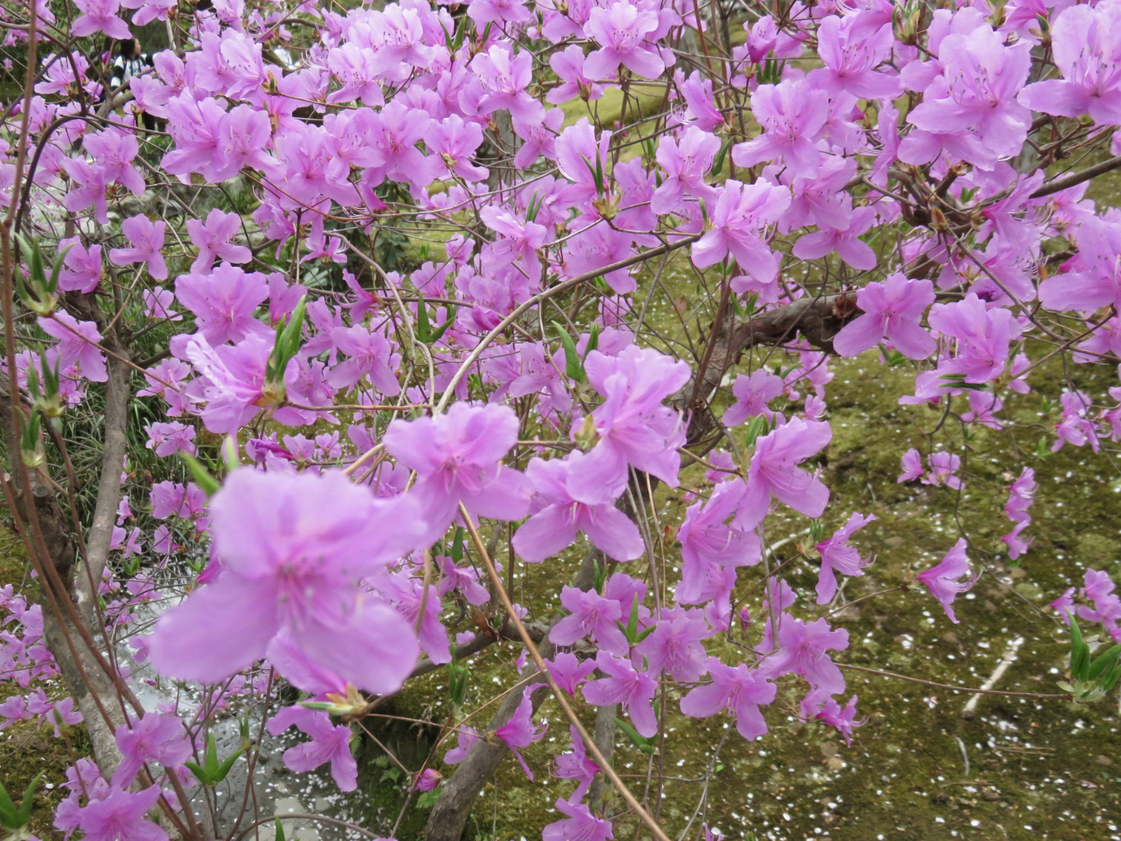 Ranting yang dihiasi dengan bunga pink cerah