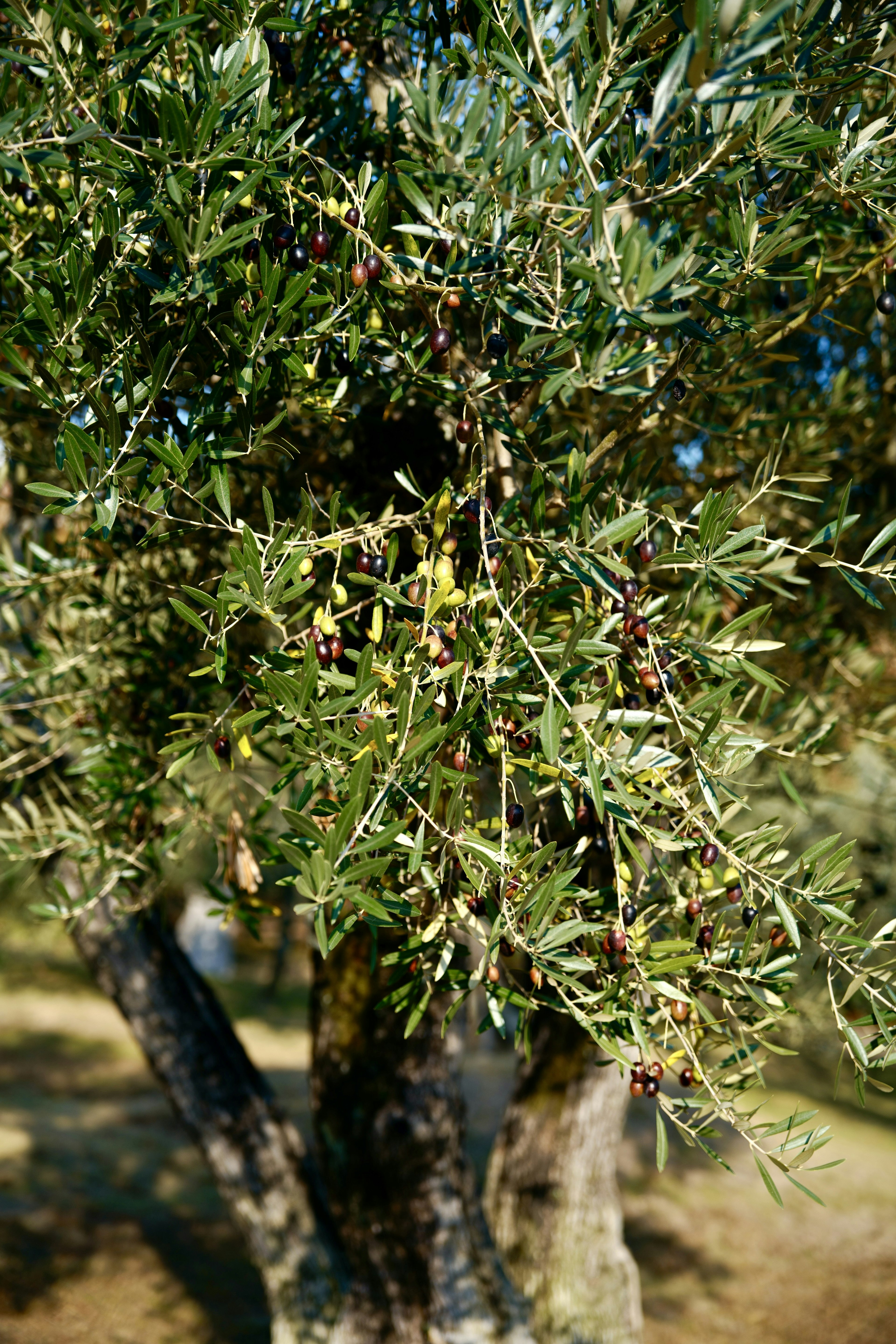 Gros plan sur une branche d'olivier avec des feuilles et de petites olives