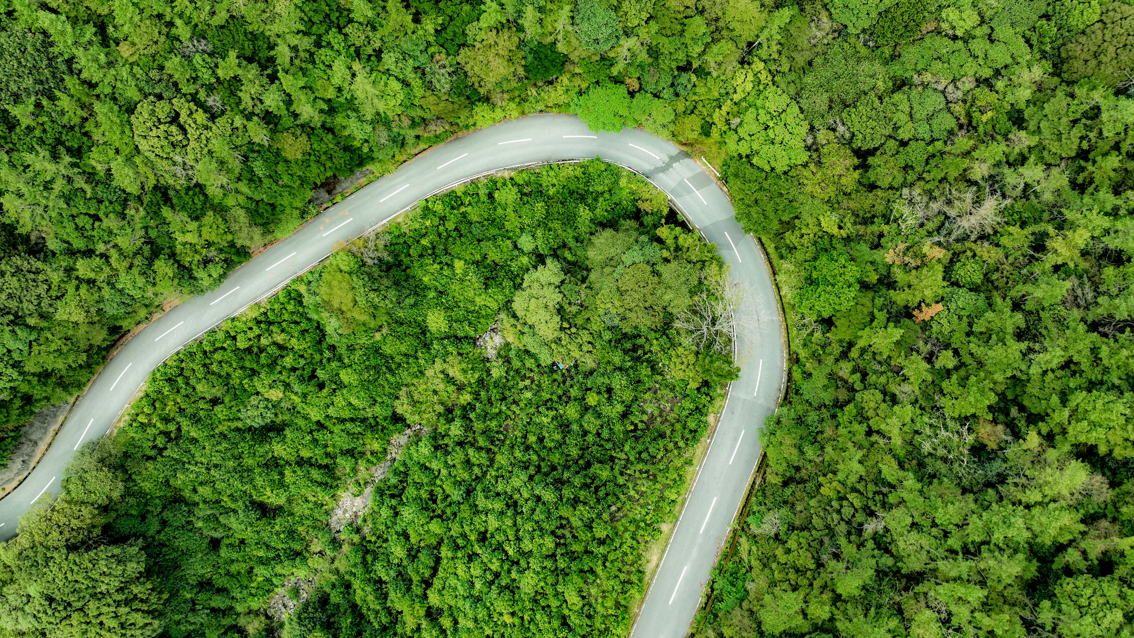 綠意盎然的森林中蜿蜒公路的鳥瞰圖