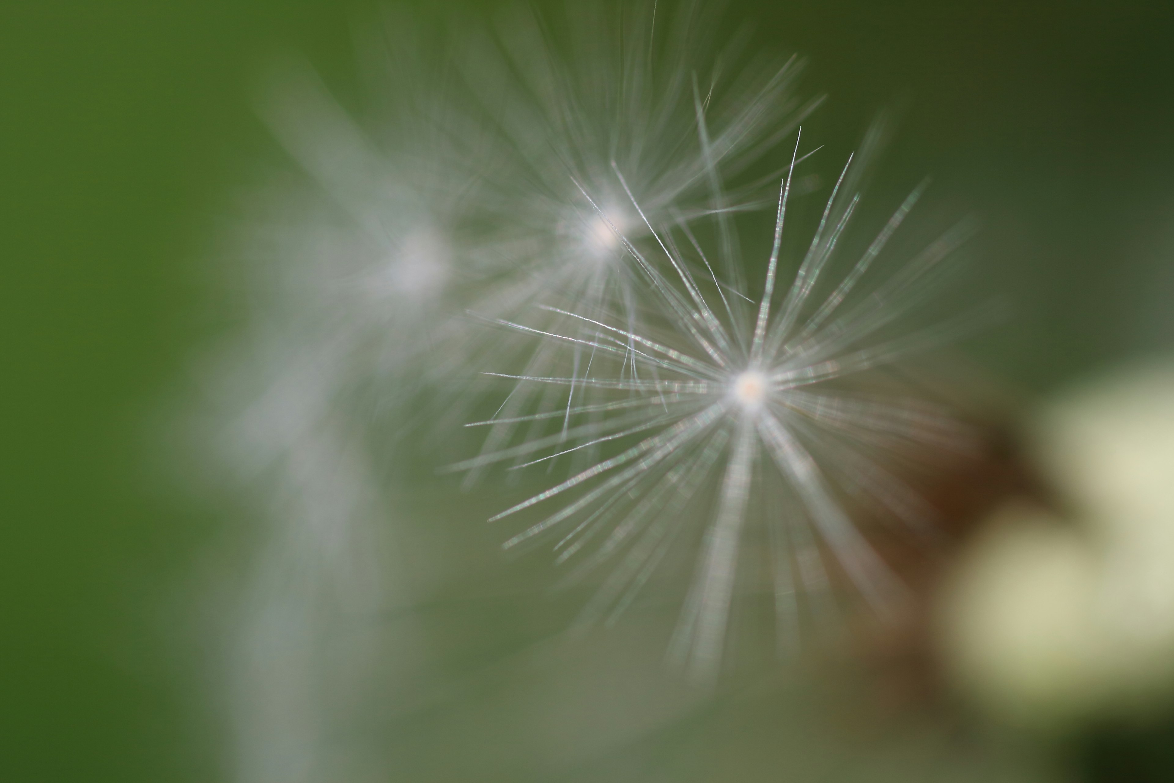 Fluff de pissenlit blanc sur un fond vert