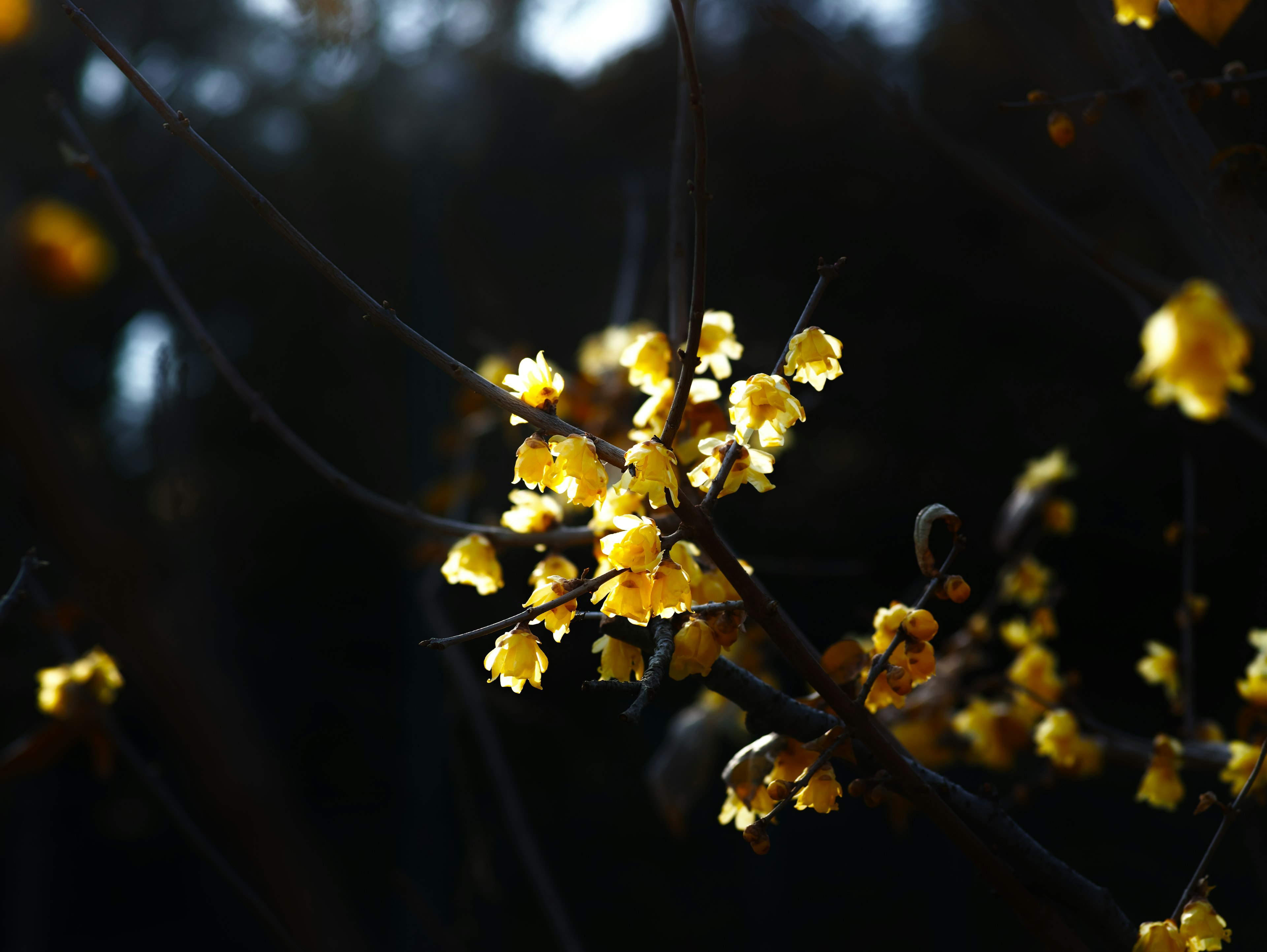 Gros plan de fleurs jaunes sur un fond sombre