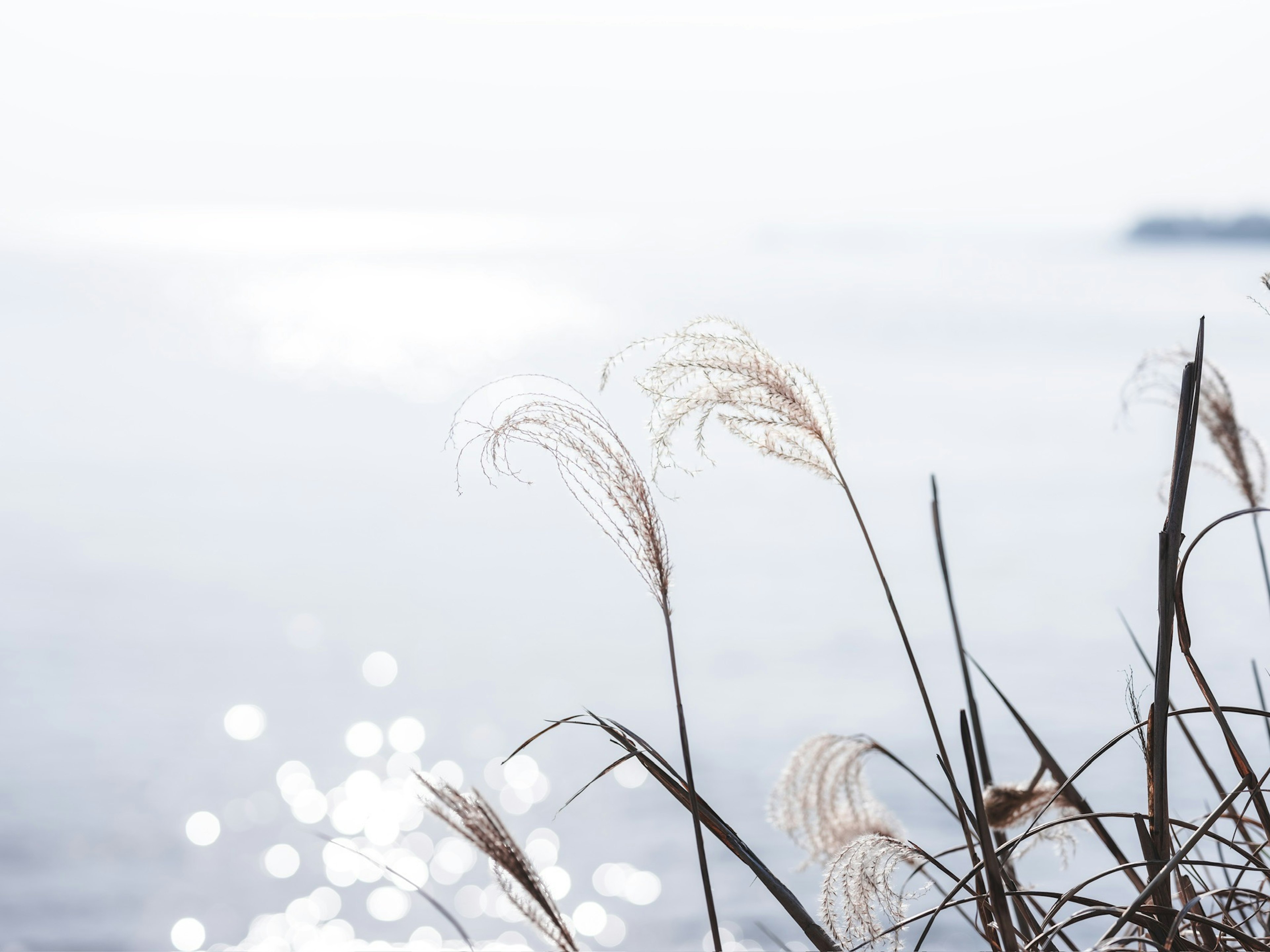 Mer douce avec des reflets scintillants et des épis d'herbe