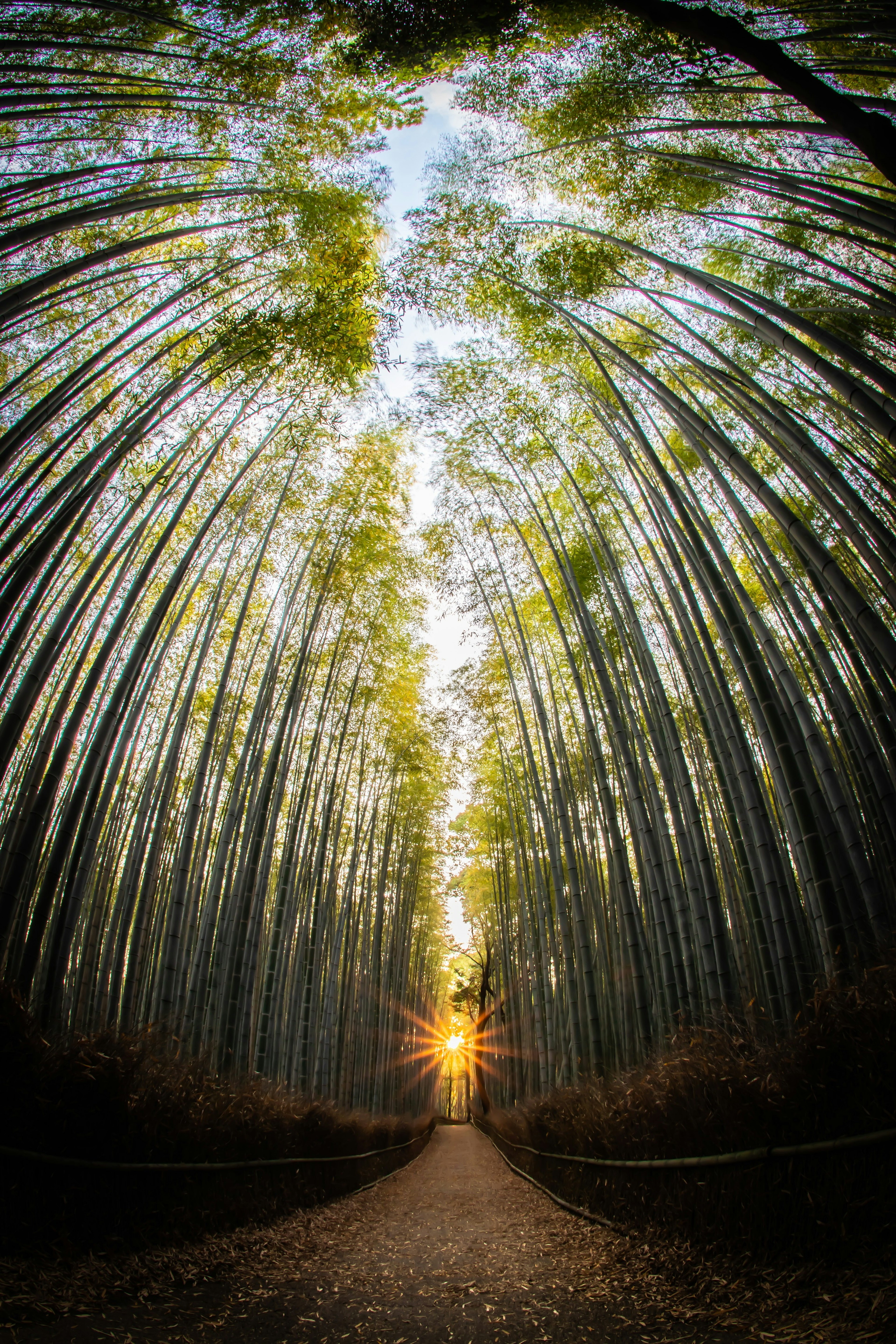 緑の木々に囲まれた小道の先に夕日が輝く美しい風景