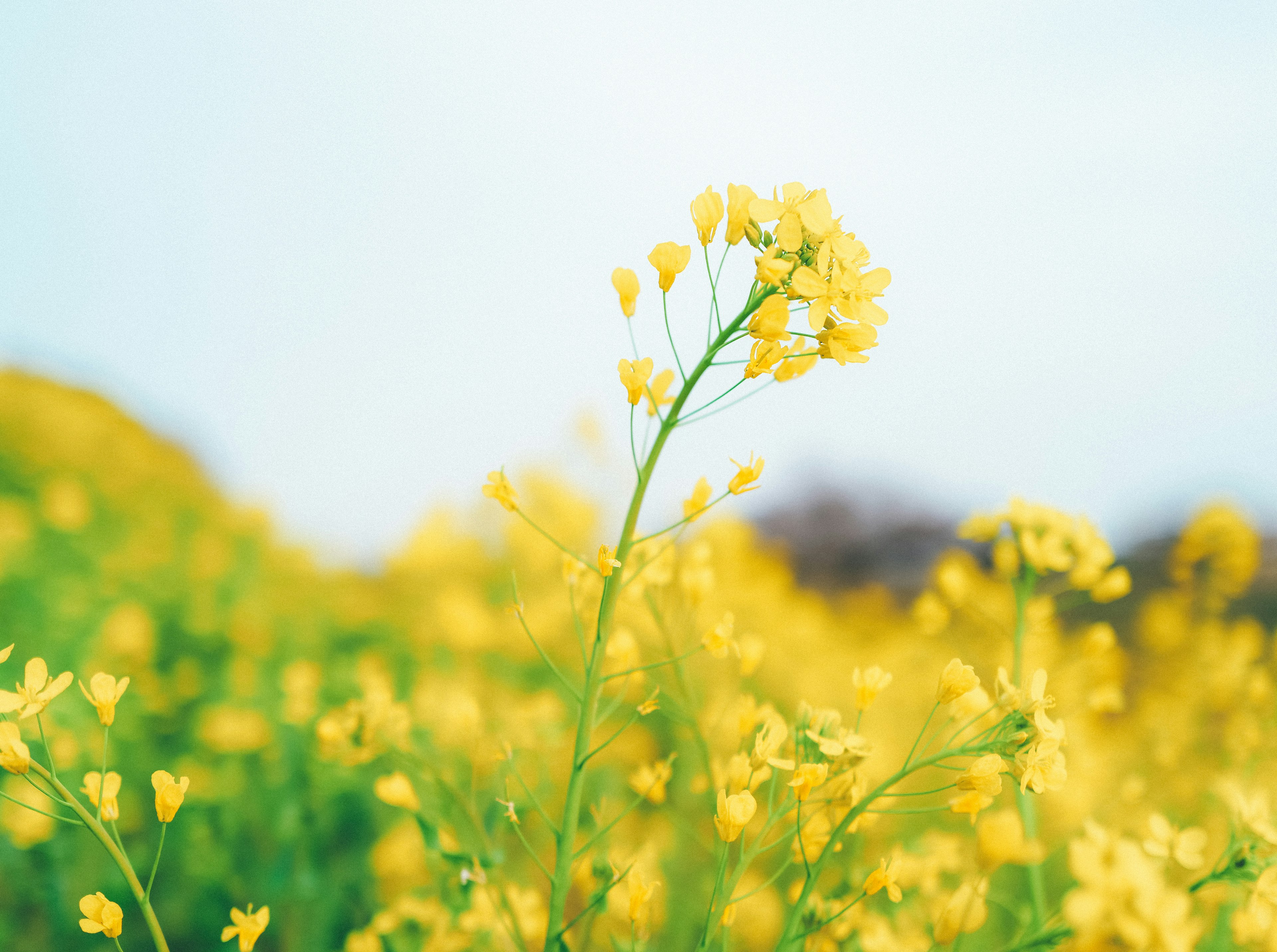 Gros plan de fleurs jaunes dans un champ