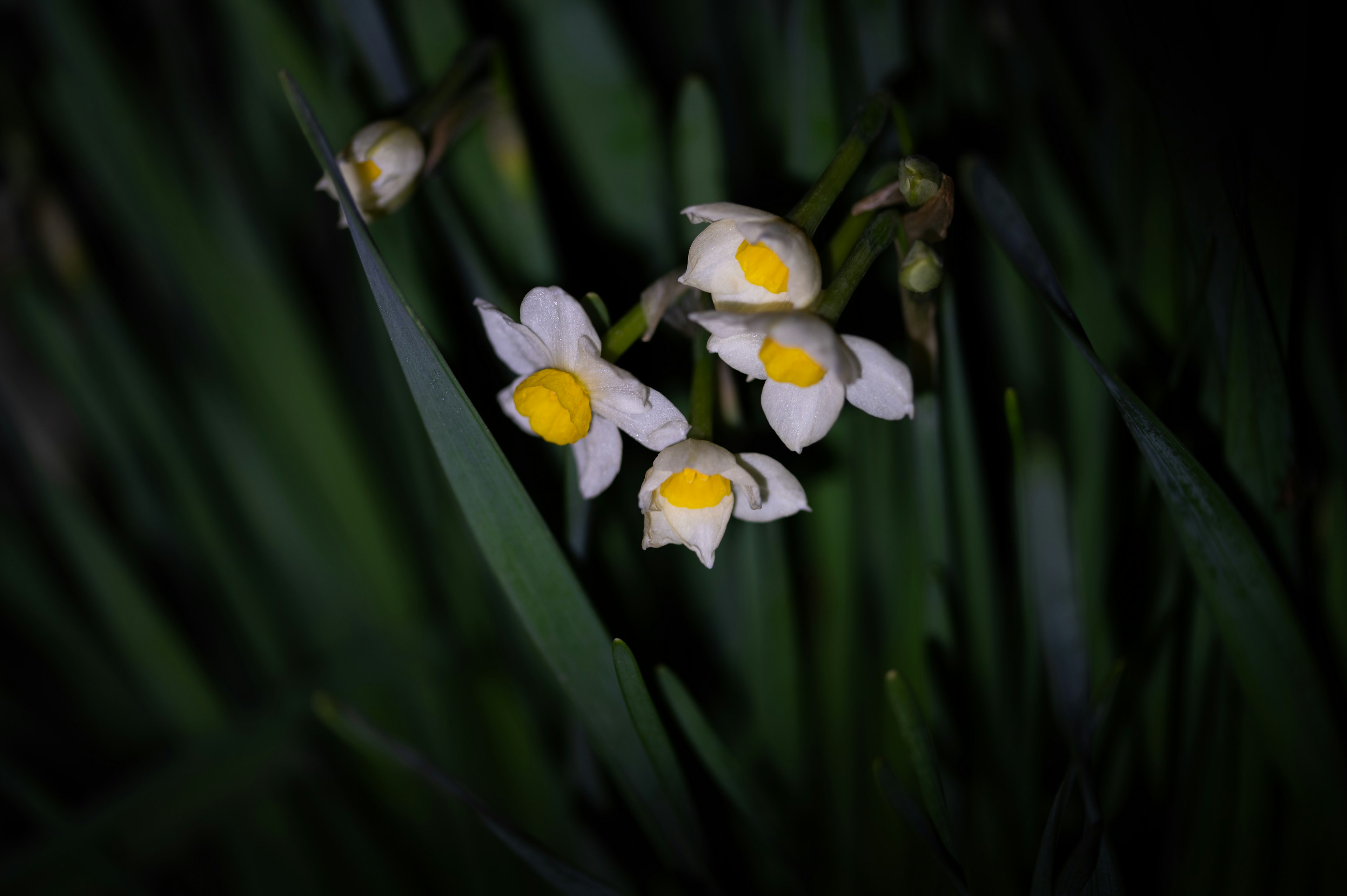 Small white flowers with yellow centers blooming among green leaves