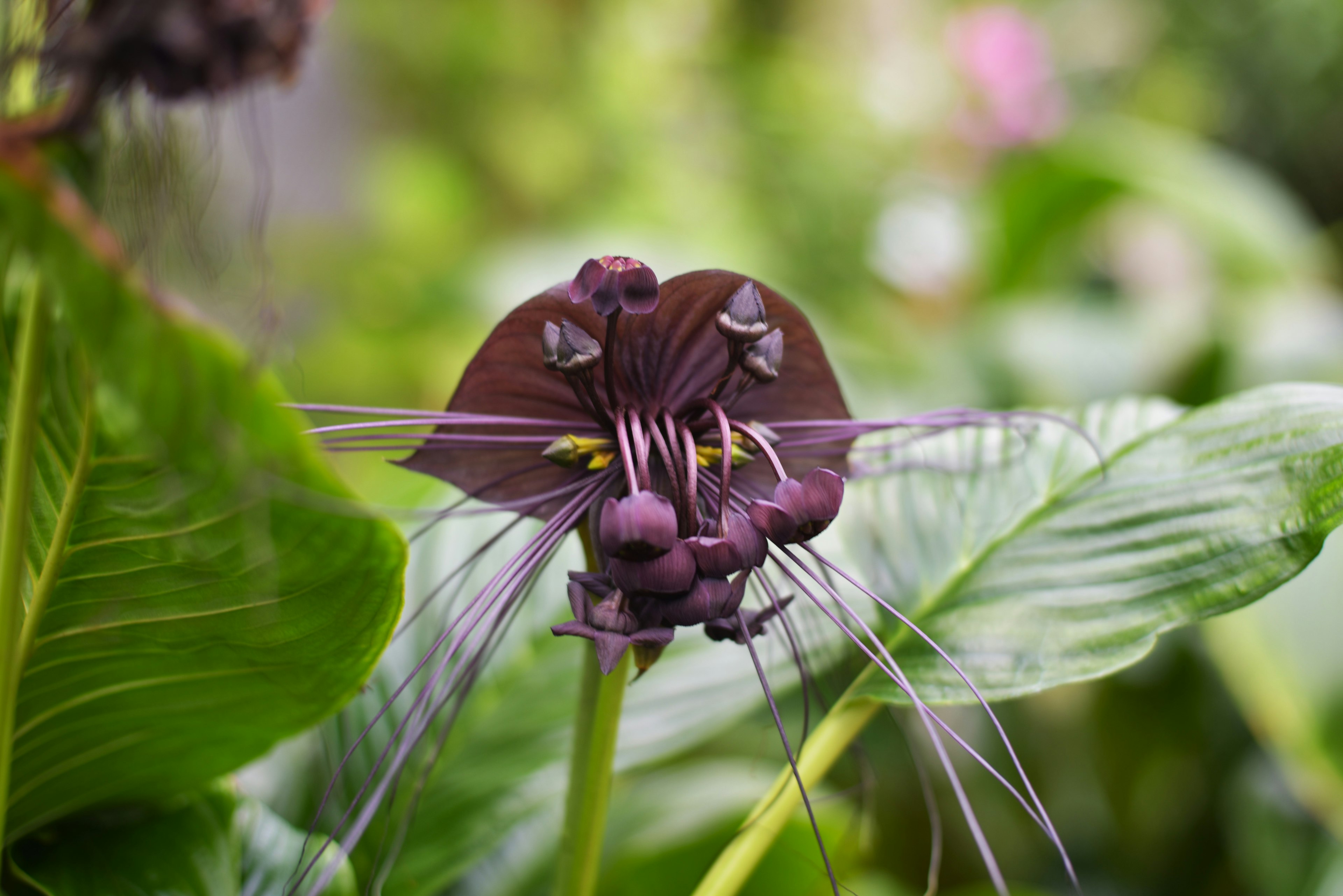 Primo piano di una pianta con fiori viola e foglie verdi