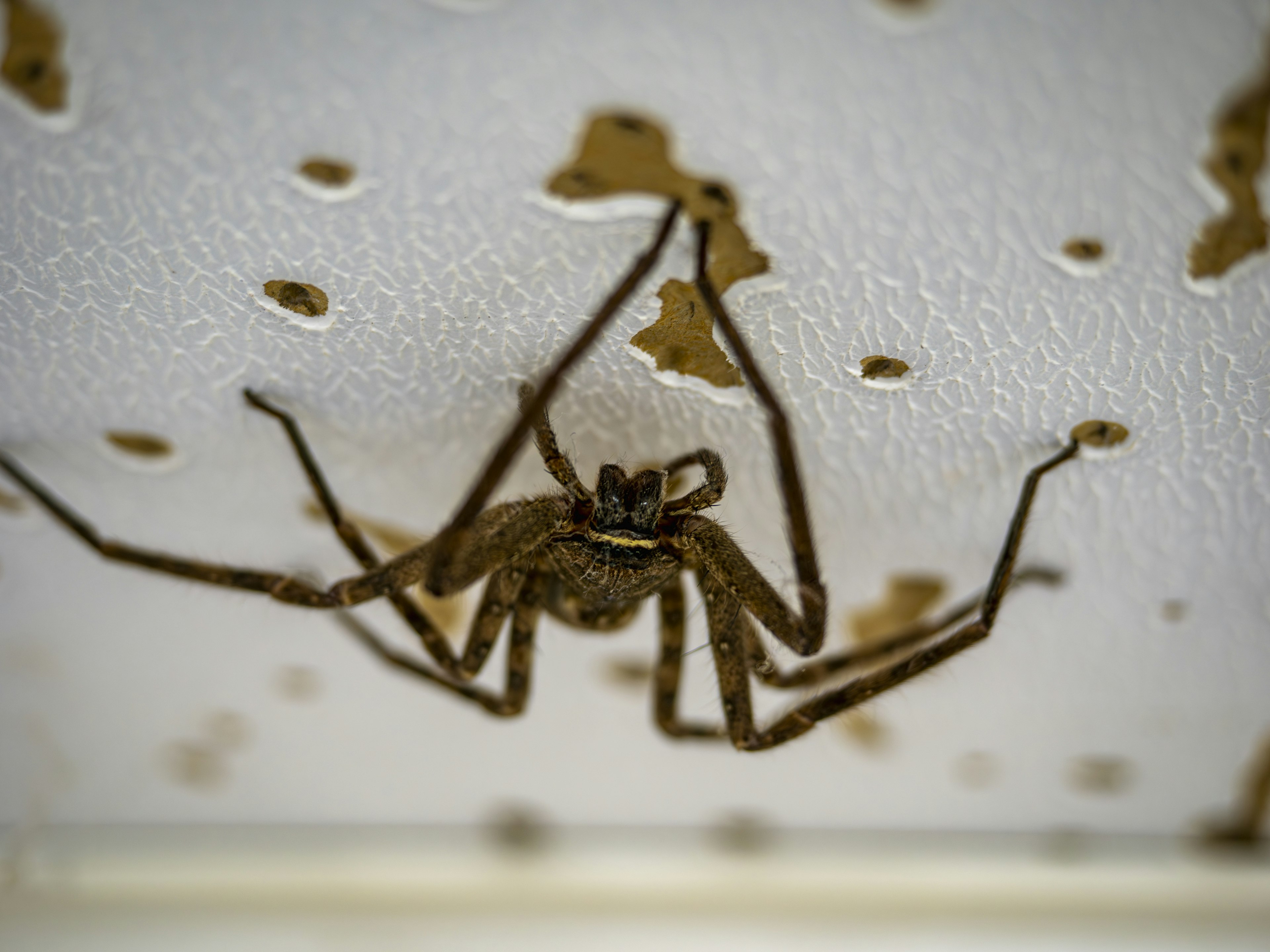 Image d'une araignée brune suspendue au plafond