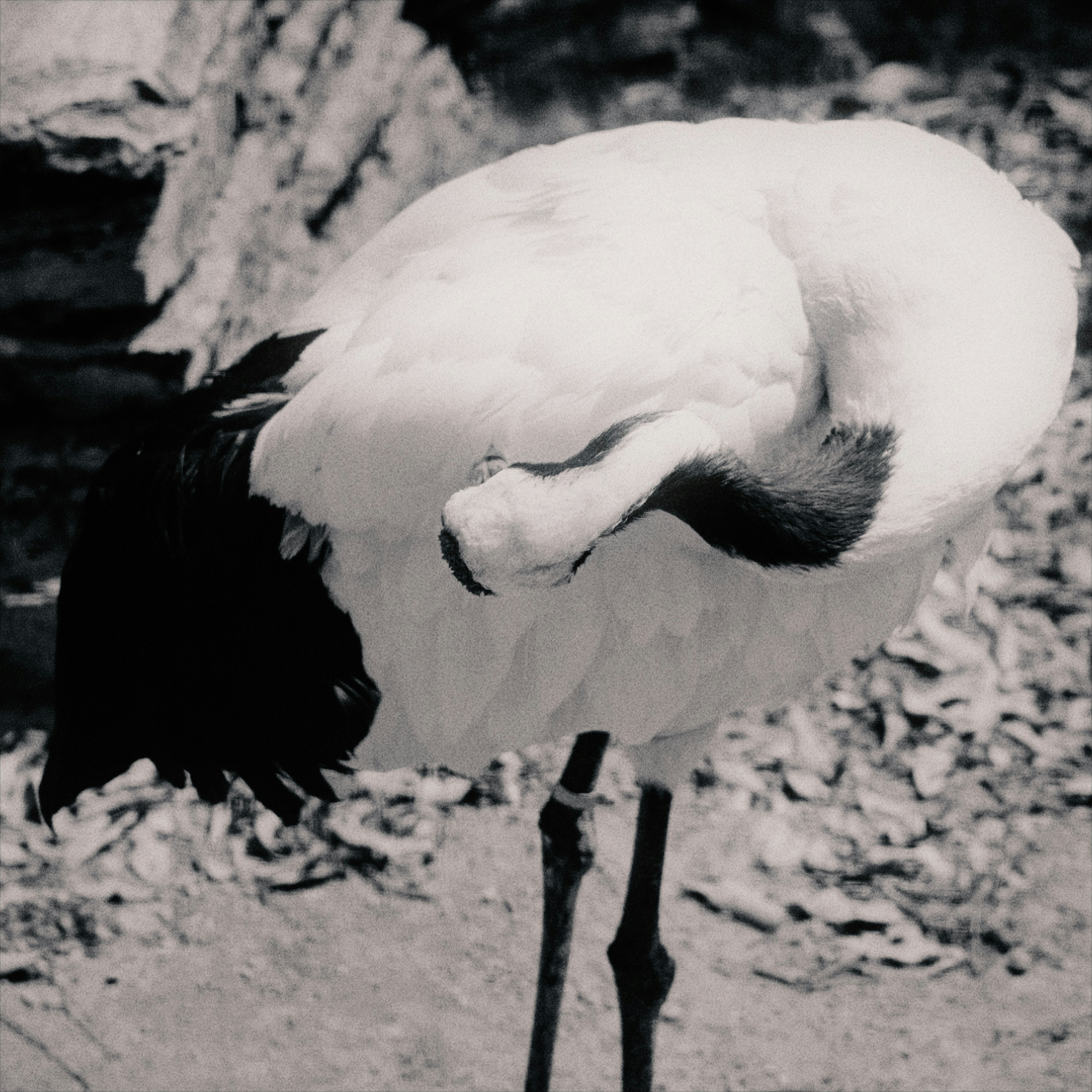 A white bird preening its feathers