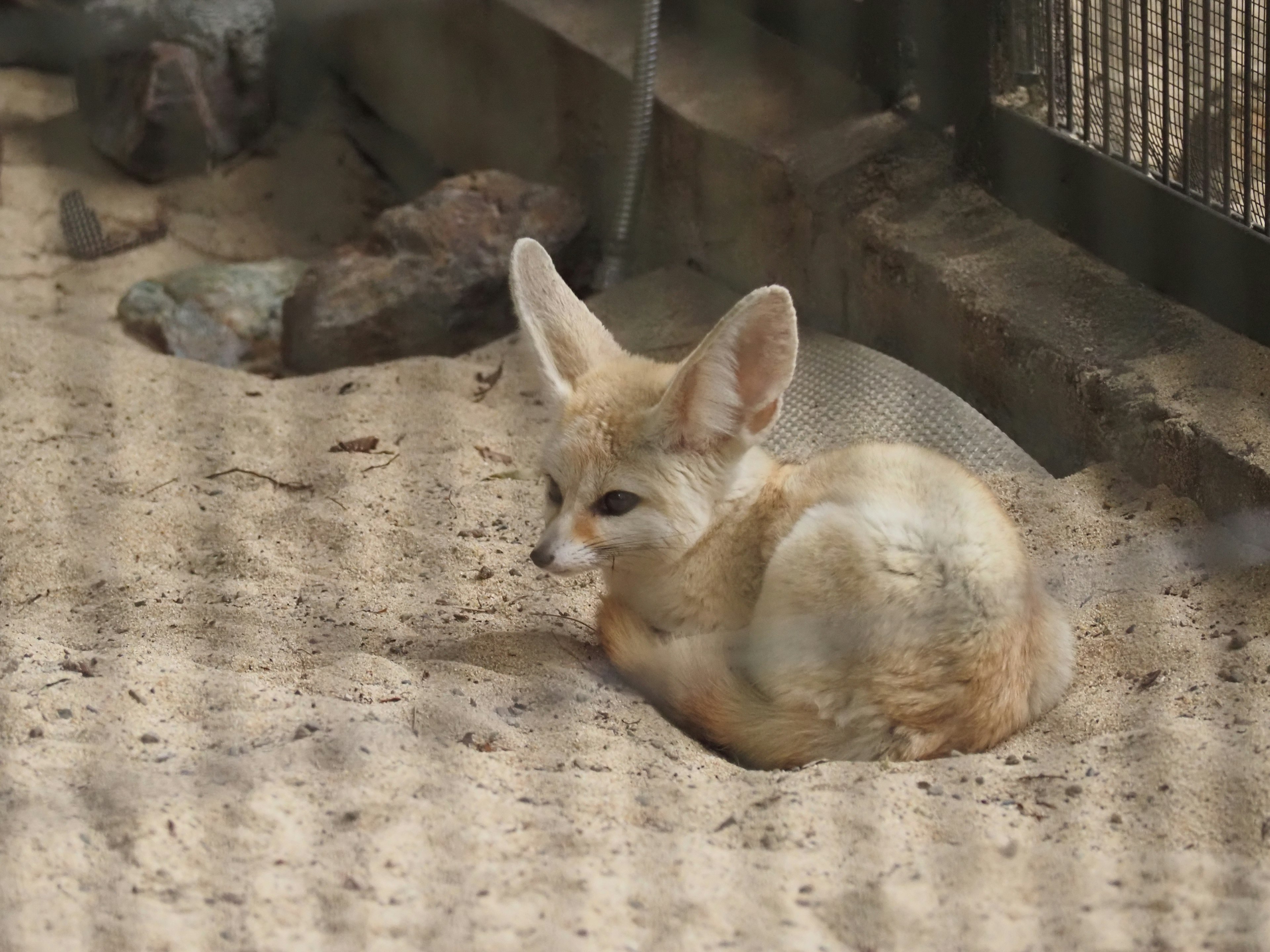 Adorable cachorro de fennec sentado en la arena