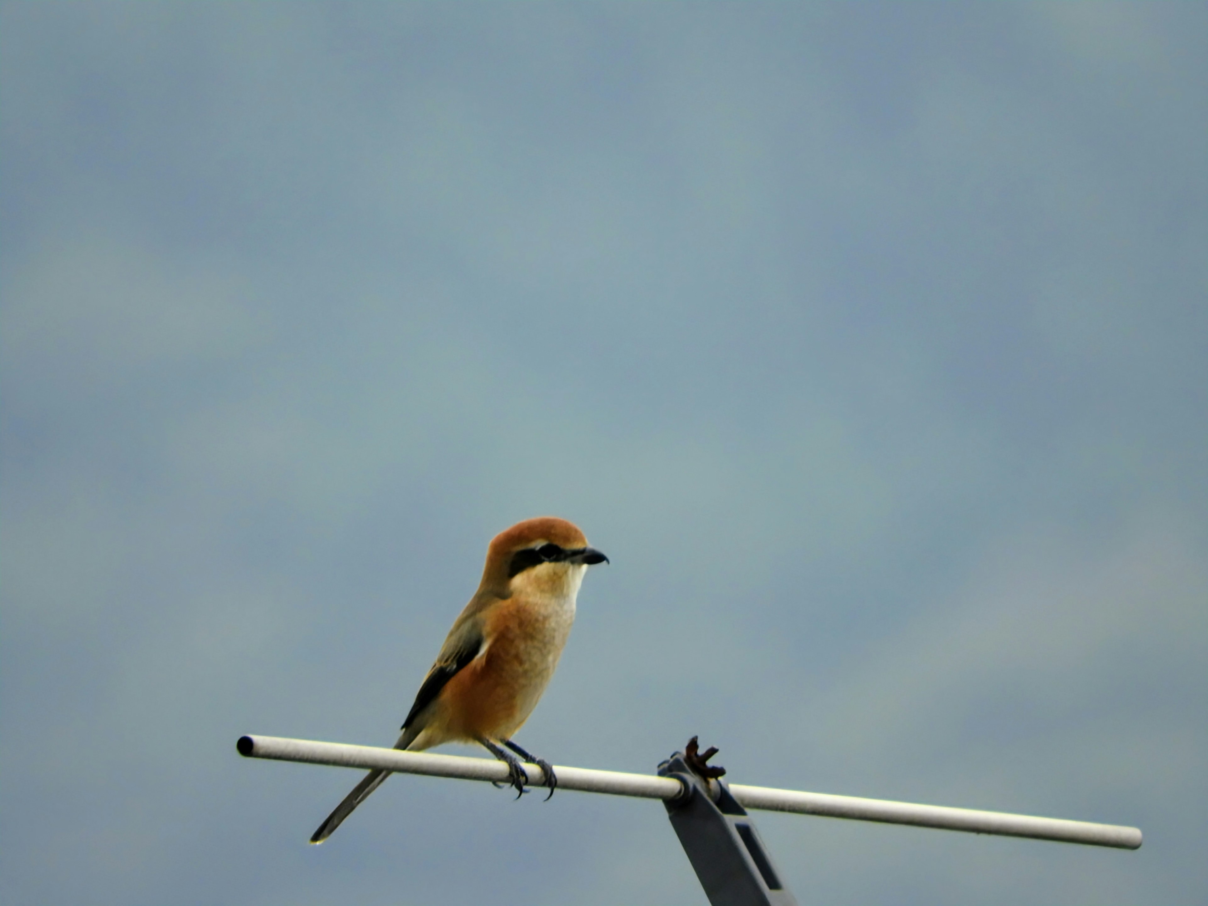 A small bird with golden feathers perched under a blue sky