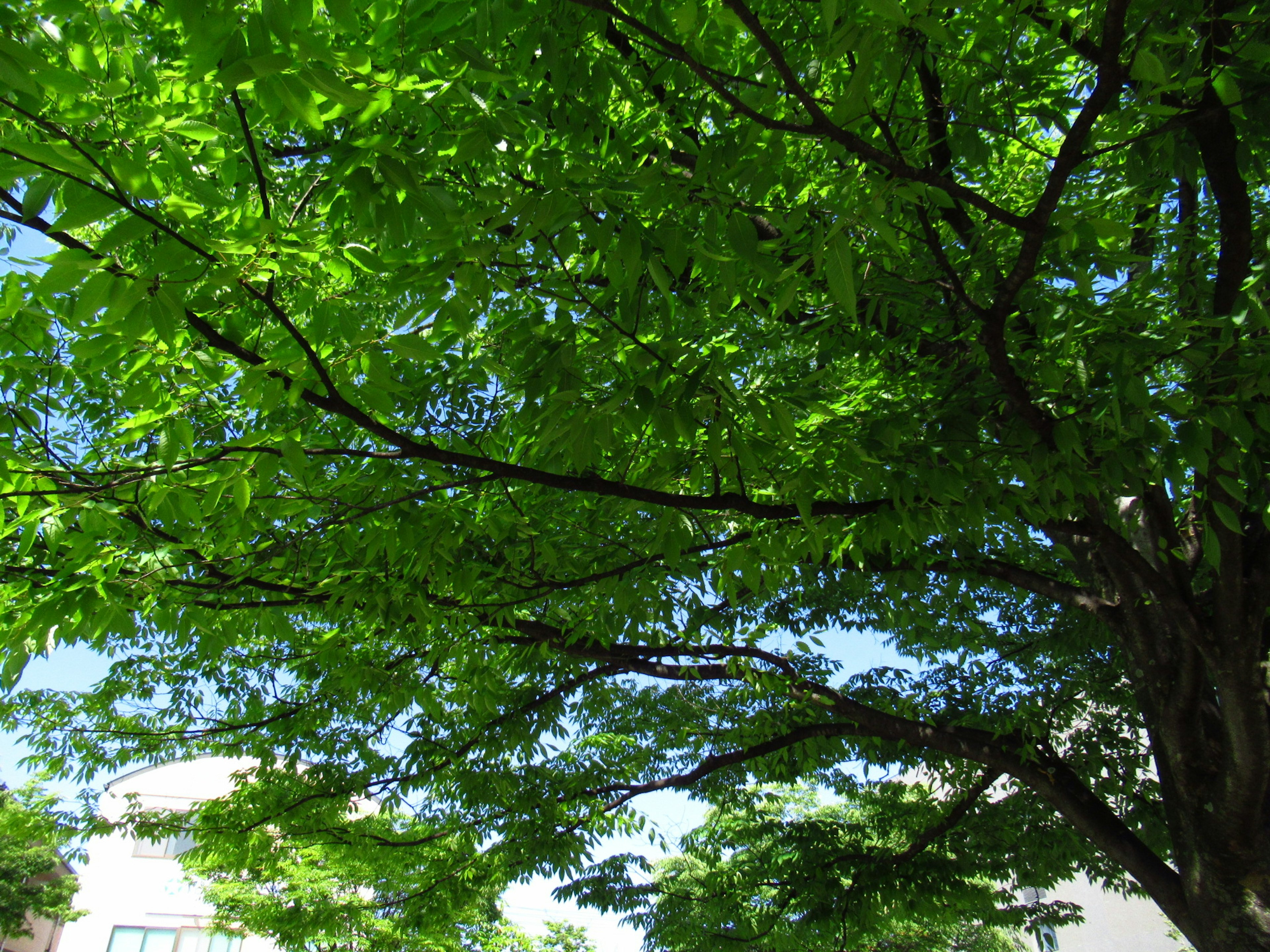 Vue depuis le dessous d'un arbre avec des feuilles vertes luxuriantes