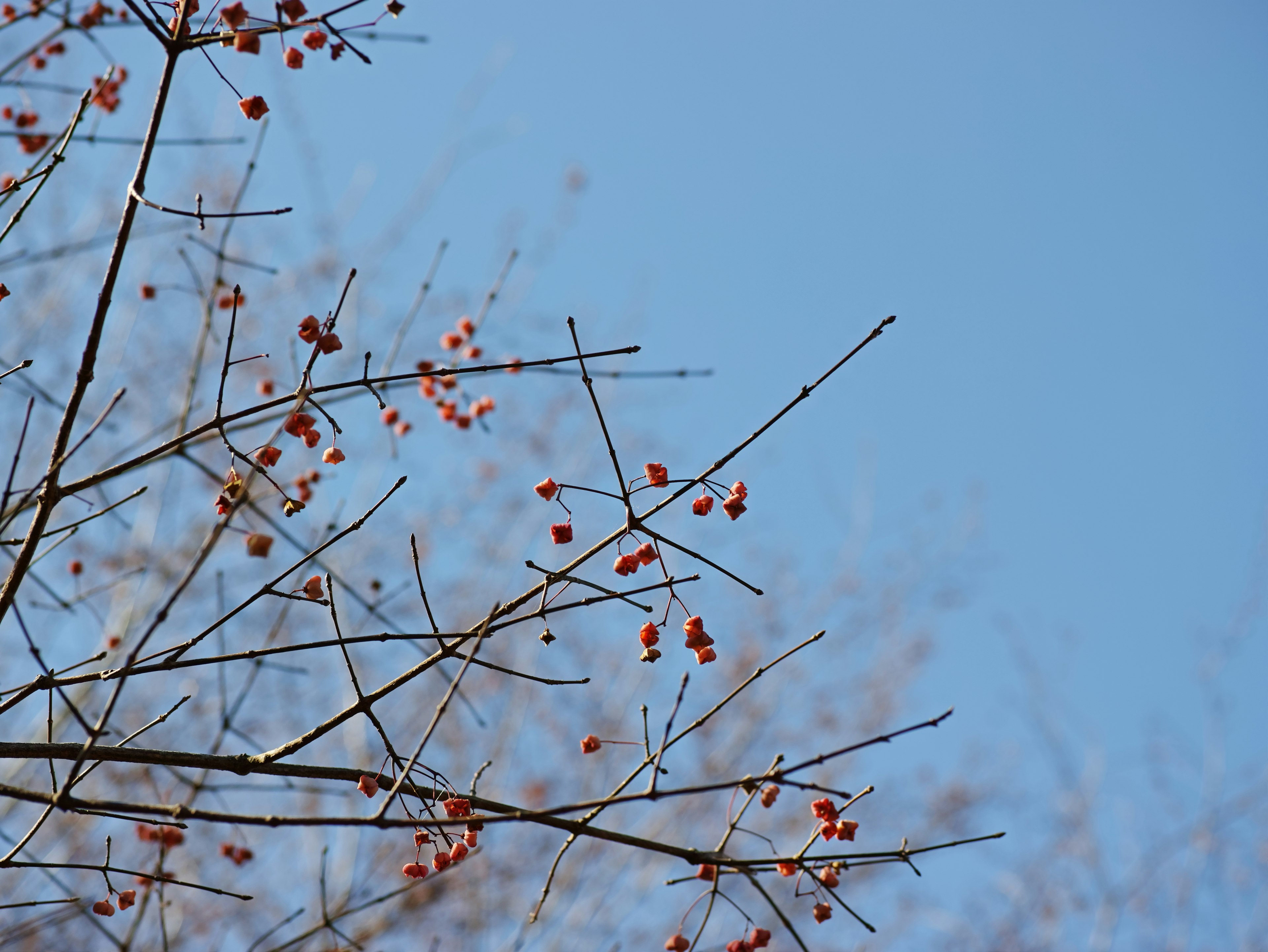 藍天下的紅果樹枝