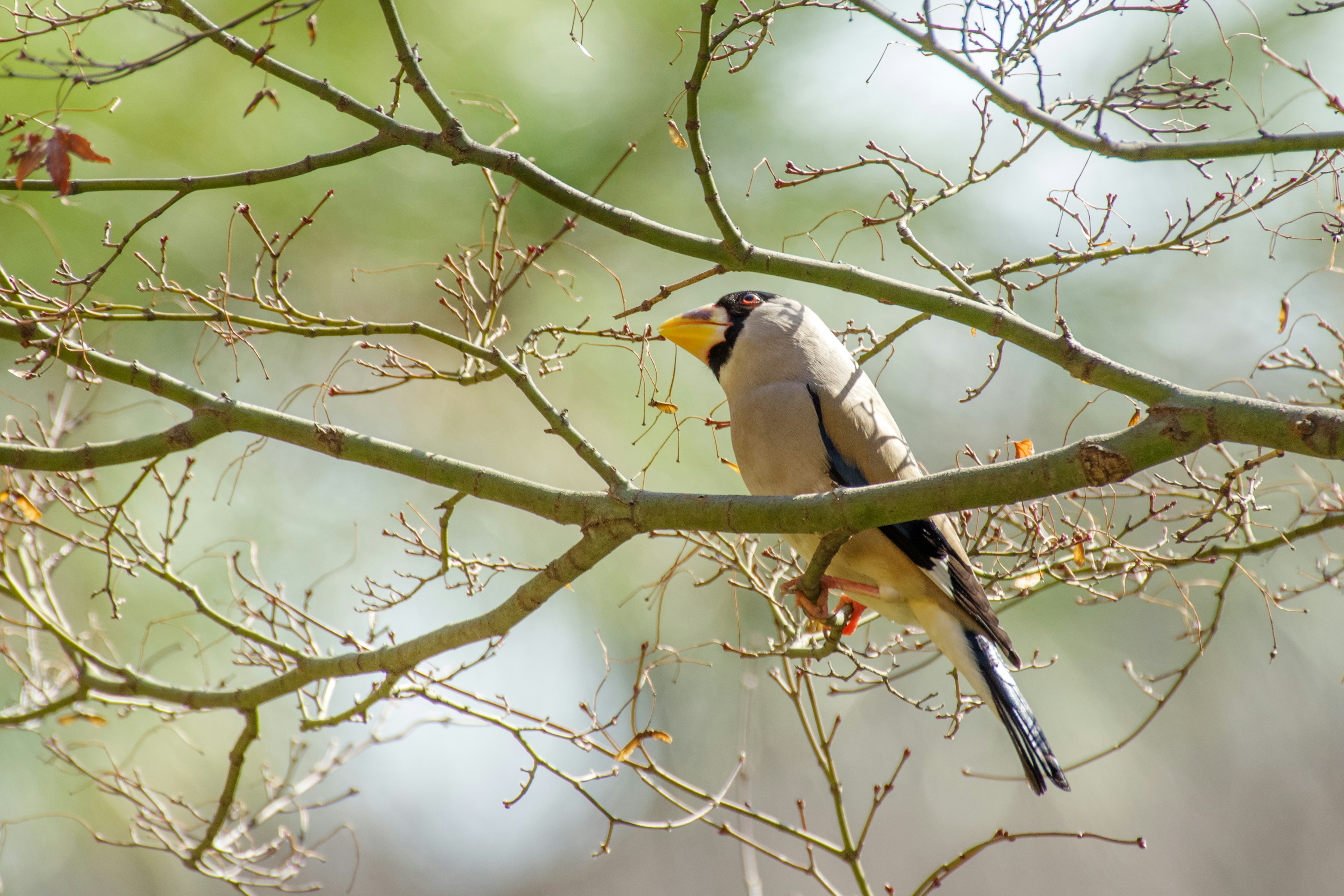 Bird perched on a branch with a blurred green background and thin branches