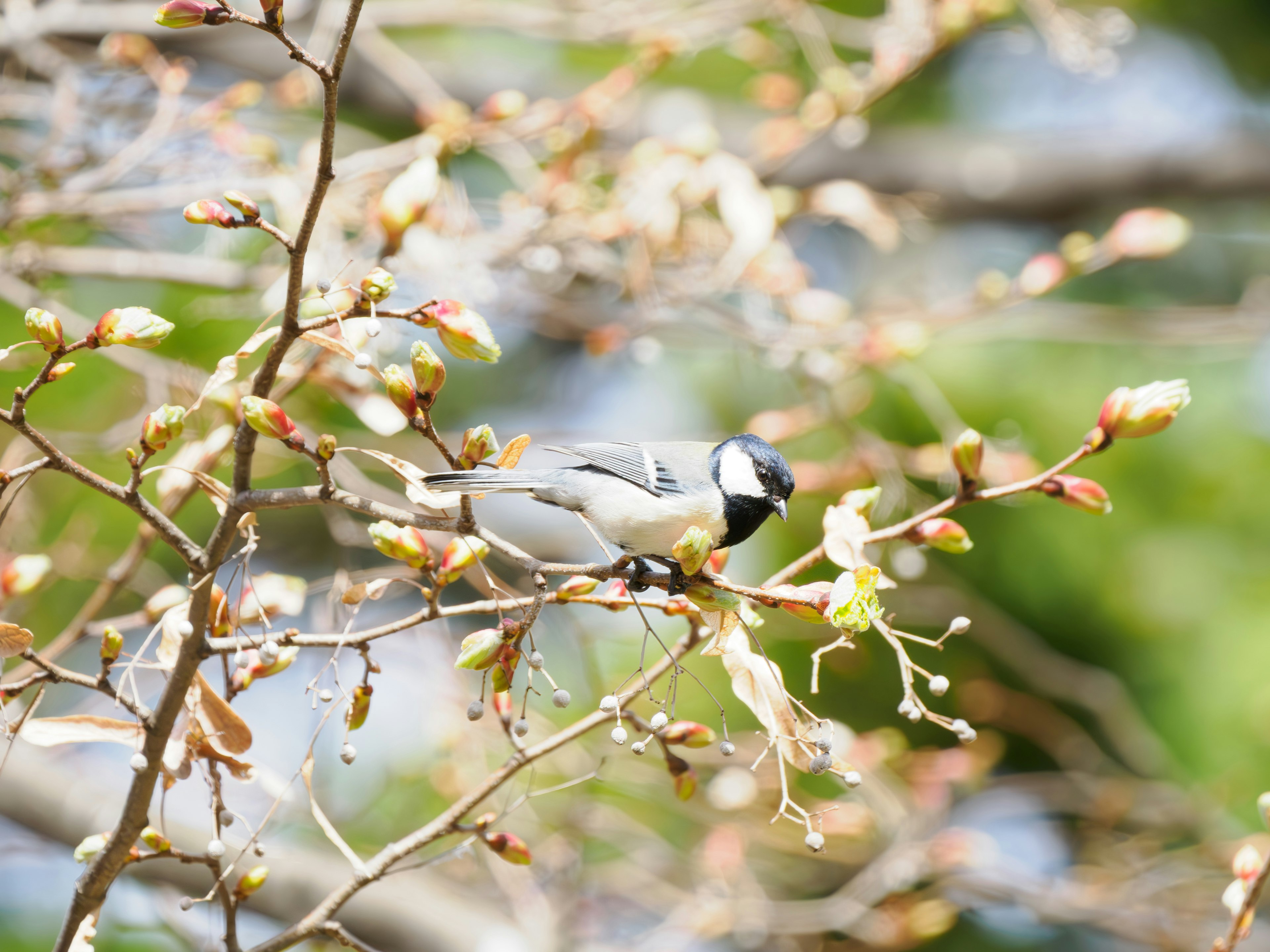 A great tit bird perched on a branch with budding leaves