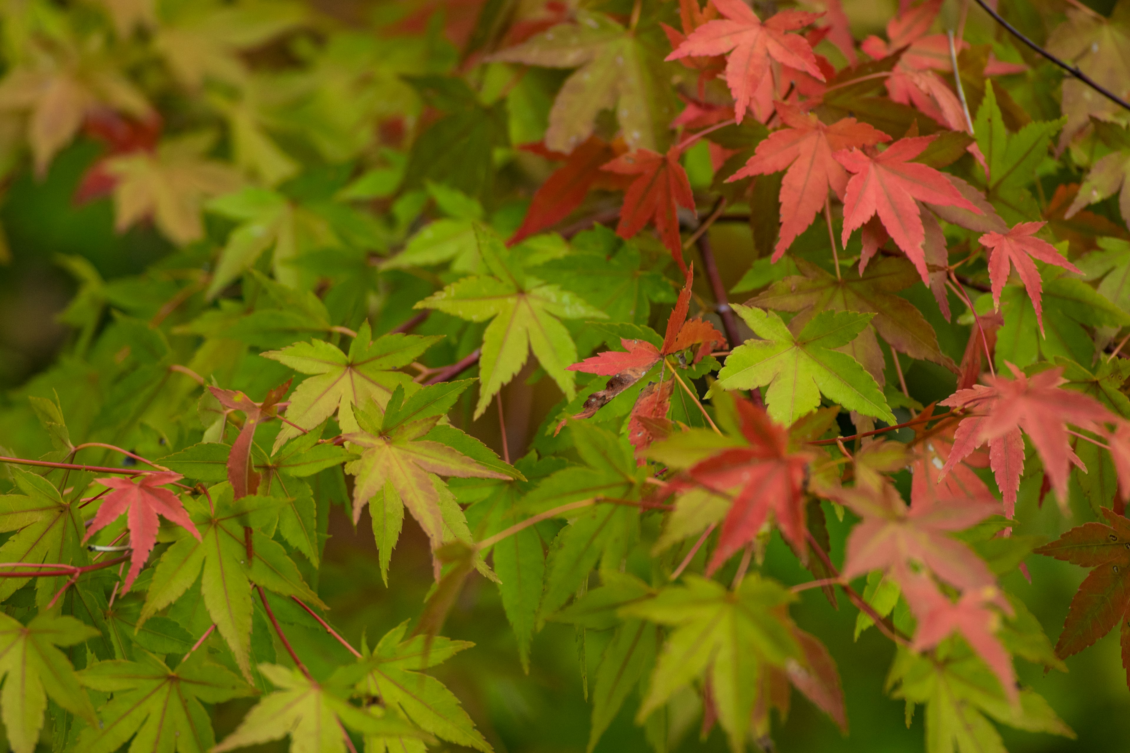 Scène magnifique de feuilles d'érable vertes et rouges mélangées