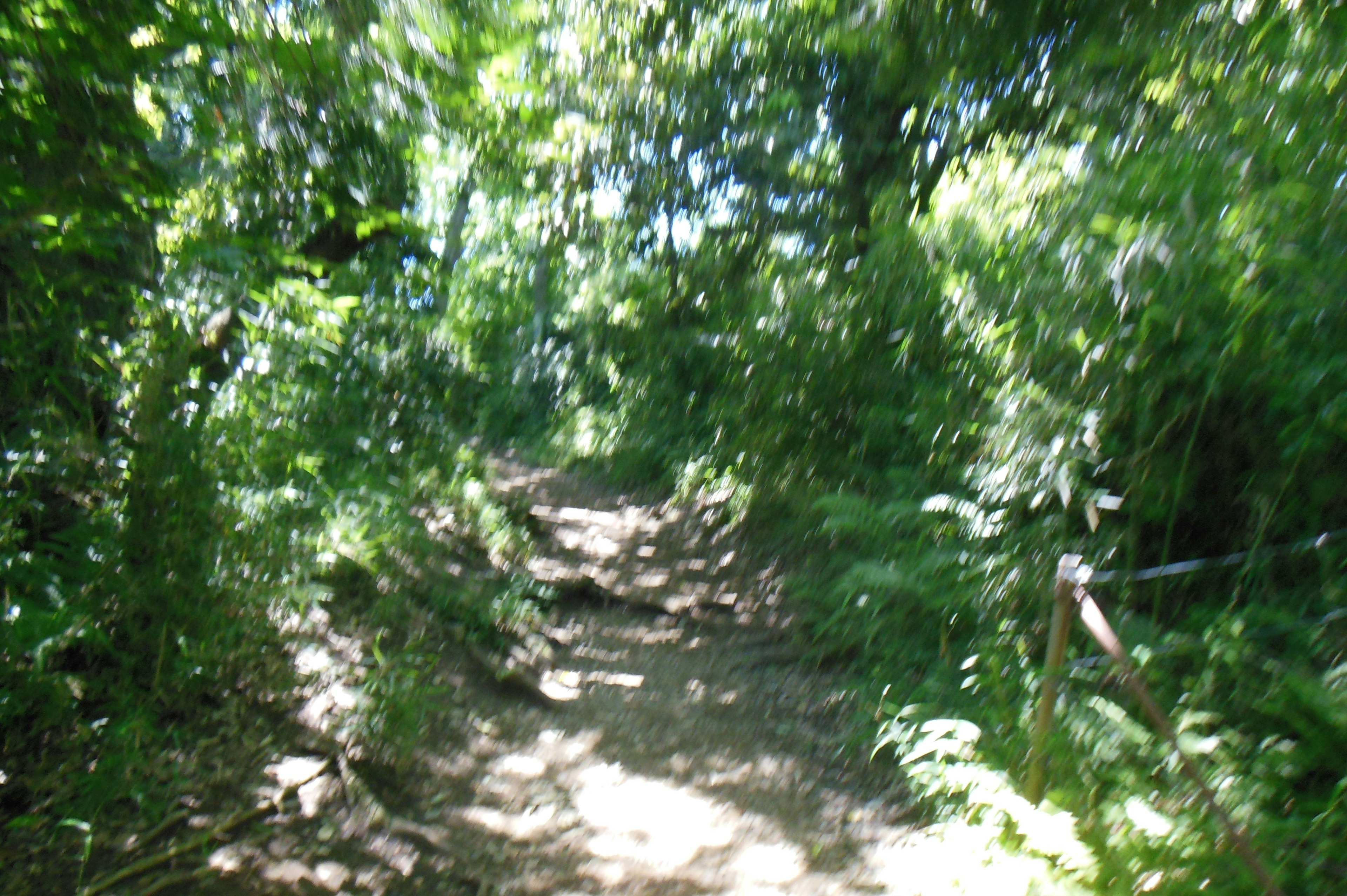 A narrow dirt path surrounded by lush green foliage