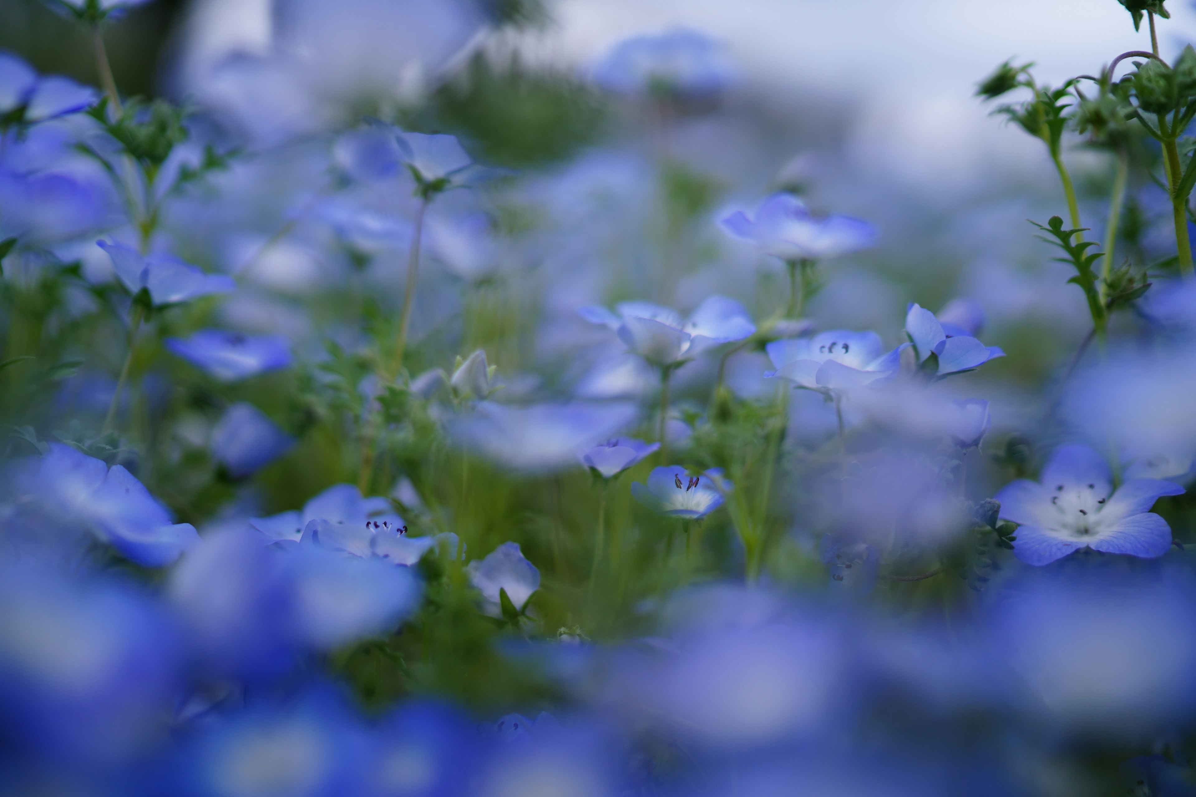 Ein Feld mit kleinen blauen Blumen im Weichzeichner