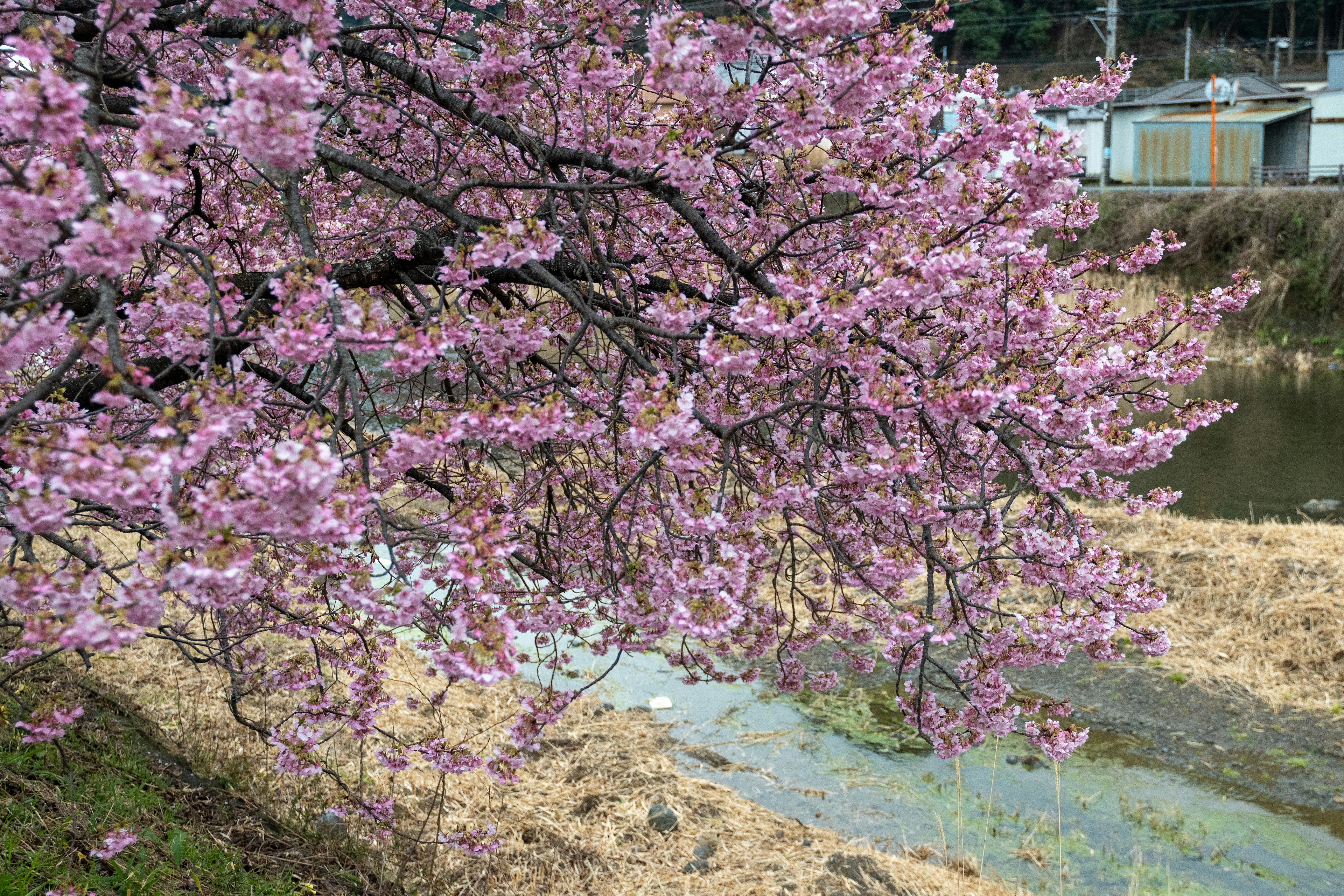 Cherry blossom tree branches with pink flowers in a serene landscape