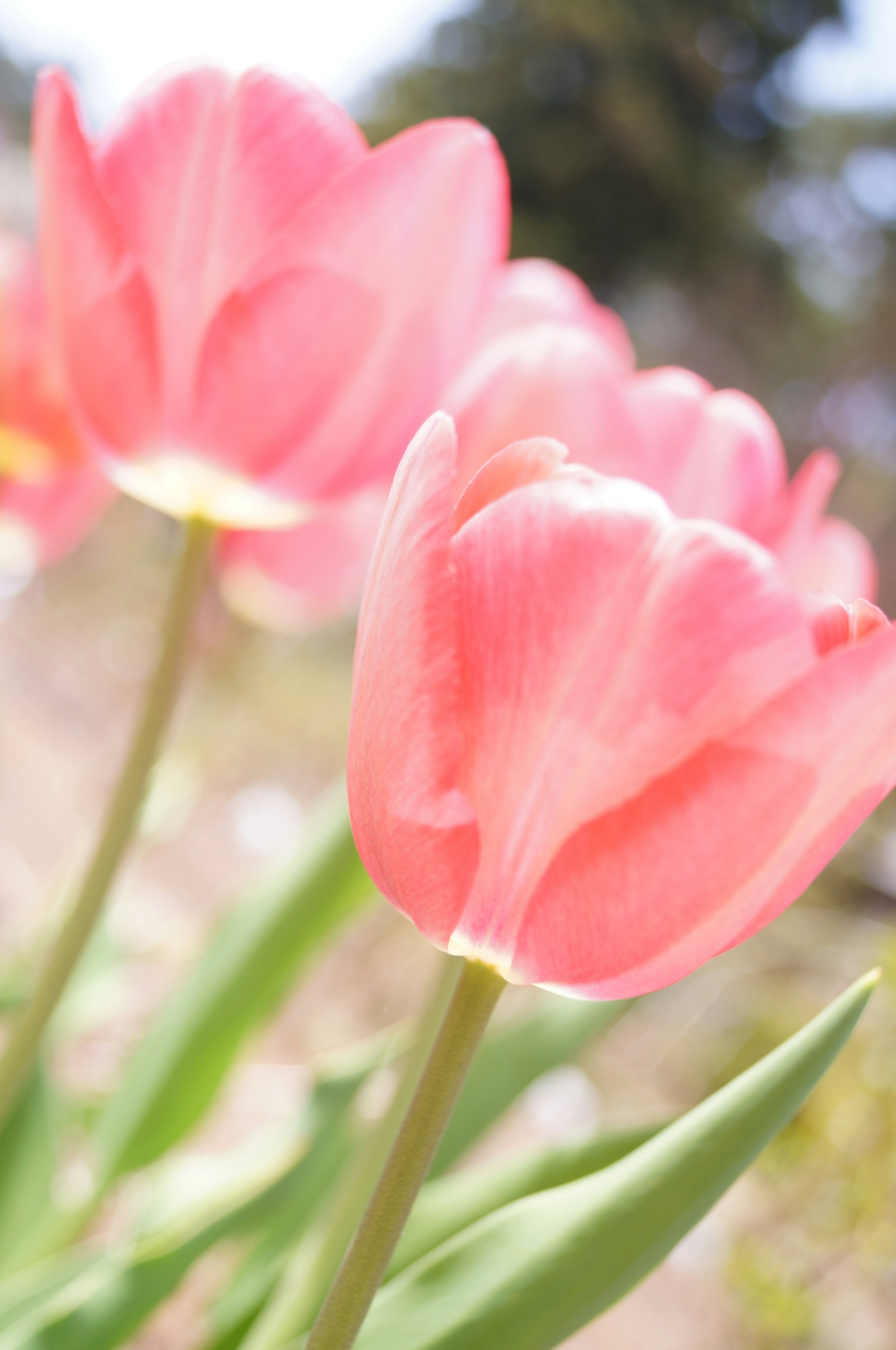 Fleurs de tulipes roses douces fleurissant dans un jardin